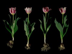Christos J. Palios - Tulipanes rotos Estándar de Plata, 2017, Impreso después de