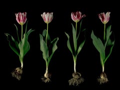 Christos J. Palios - Broken Tulips en argent standard, 2017, imprimé d'après