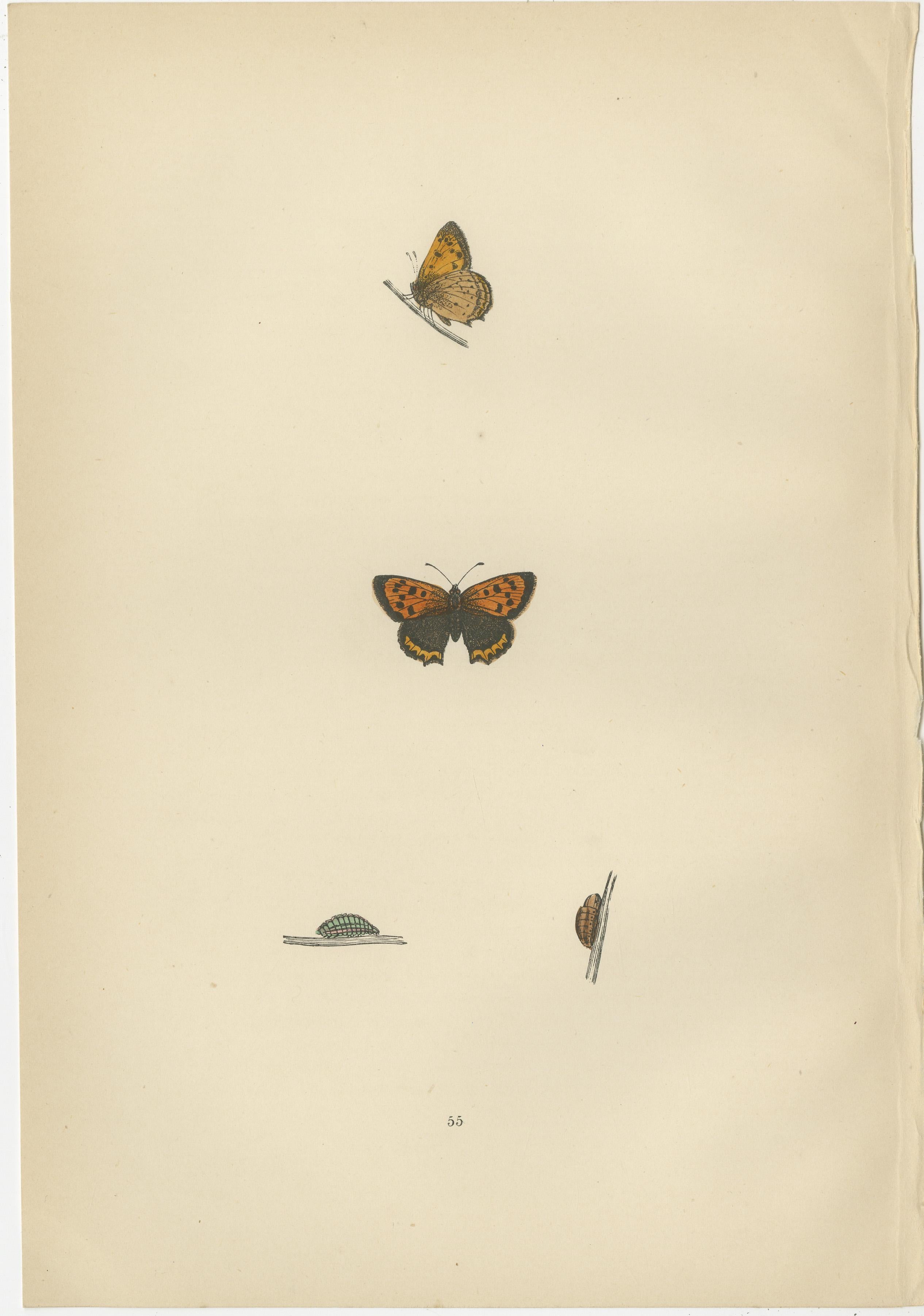 Beautiful hand-colored antique prints of butterflies. They are from a work by Morris, published in 1890.

The butterflies from these plates are known for their distinct appearances and behaviors:

1. **Small Copper (Lycaena phlaeas)**: The Small