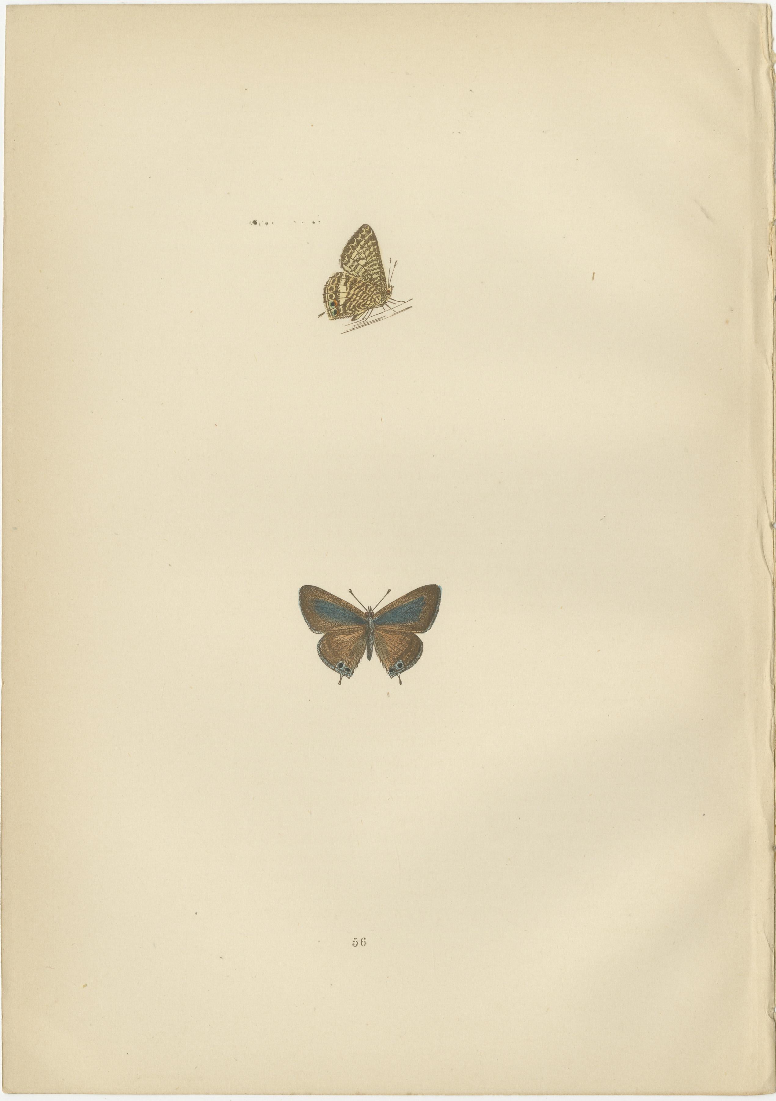 Chromatic Splendor: The Copper, Argus, and Blue of Morris's 1890 Lepidoptera In Good Condition For Sale In Langweer, NL