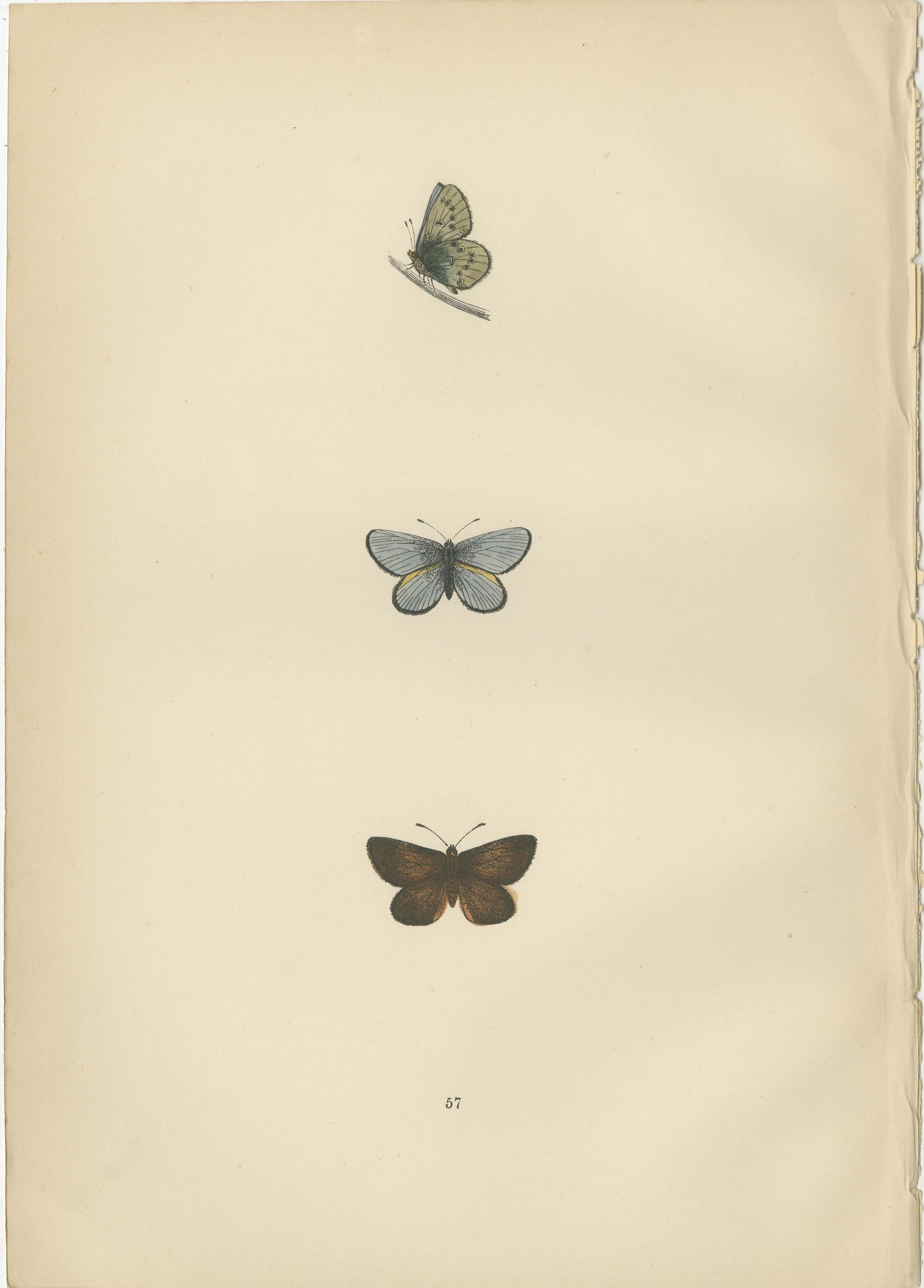 Late 19th Century Chromatic Splendor: The Copper, Argus, and Blue of Morris's 1890 Lepidoptera For Sale