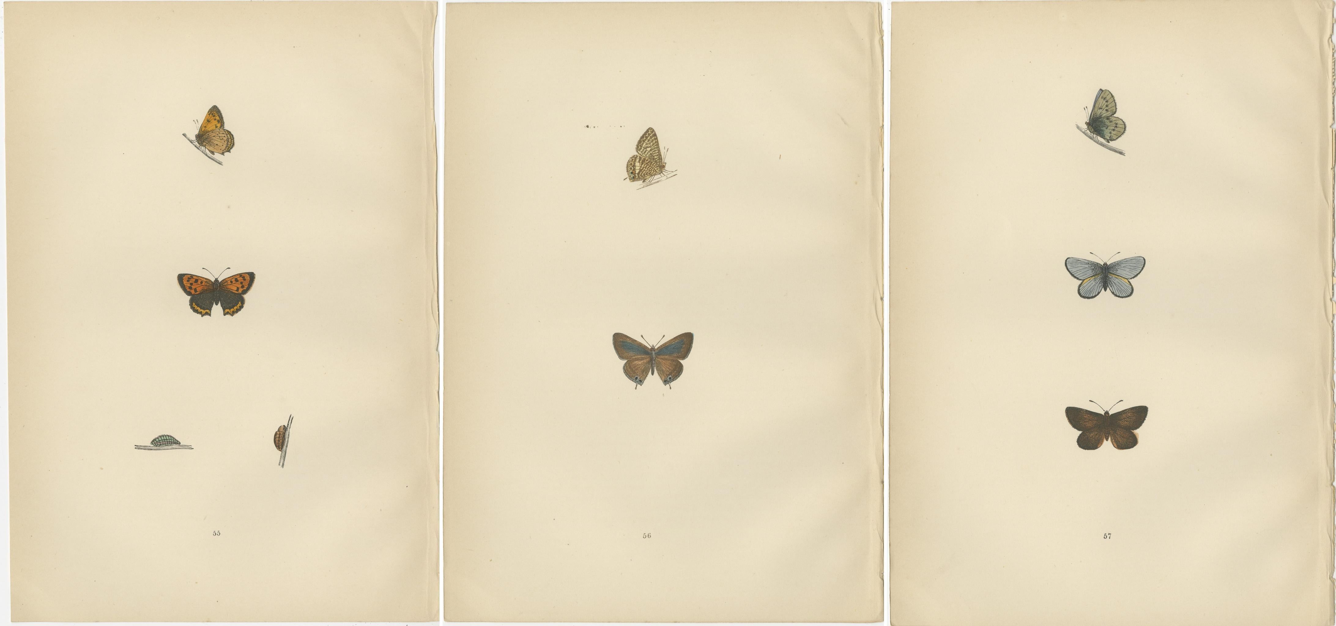 Paper Chromatic Splendor: The Copper, Argus, and Blue of Morris's 1890 Lepidoptera For Sale
