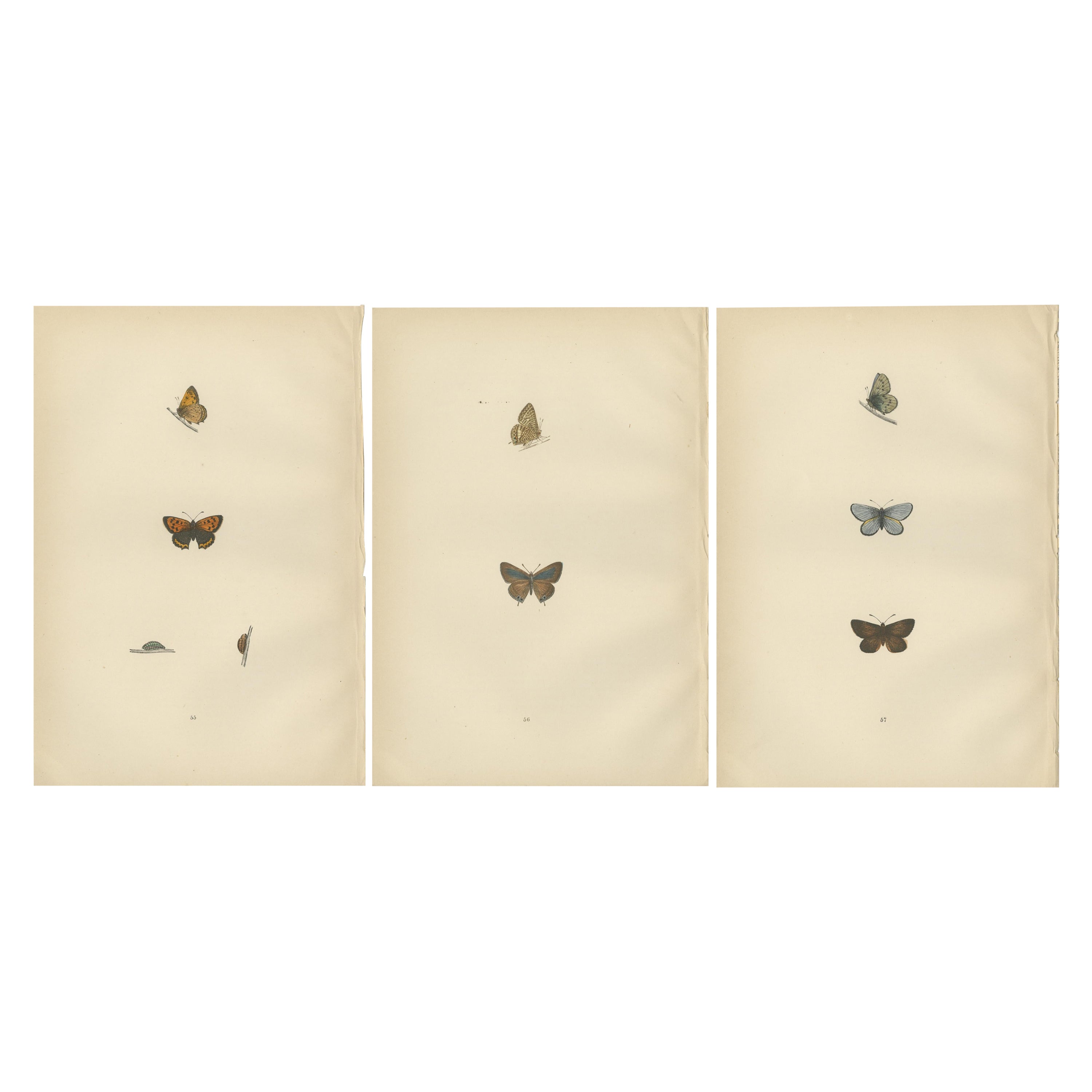Chromatischer Glanz: Das Kupfer, der Argus und das Blau von Morris' Lepidoptera aus dem Jahr 1890