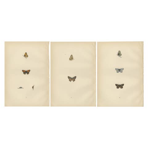 Chromatic Splendor: The Copper, Argus, and Blue of Morris's 1890 Lepidoptera