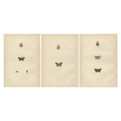 Chromatic Splendor: The Copper, Argus, and Blue of Morris's 1890 Lepidoptera