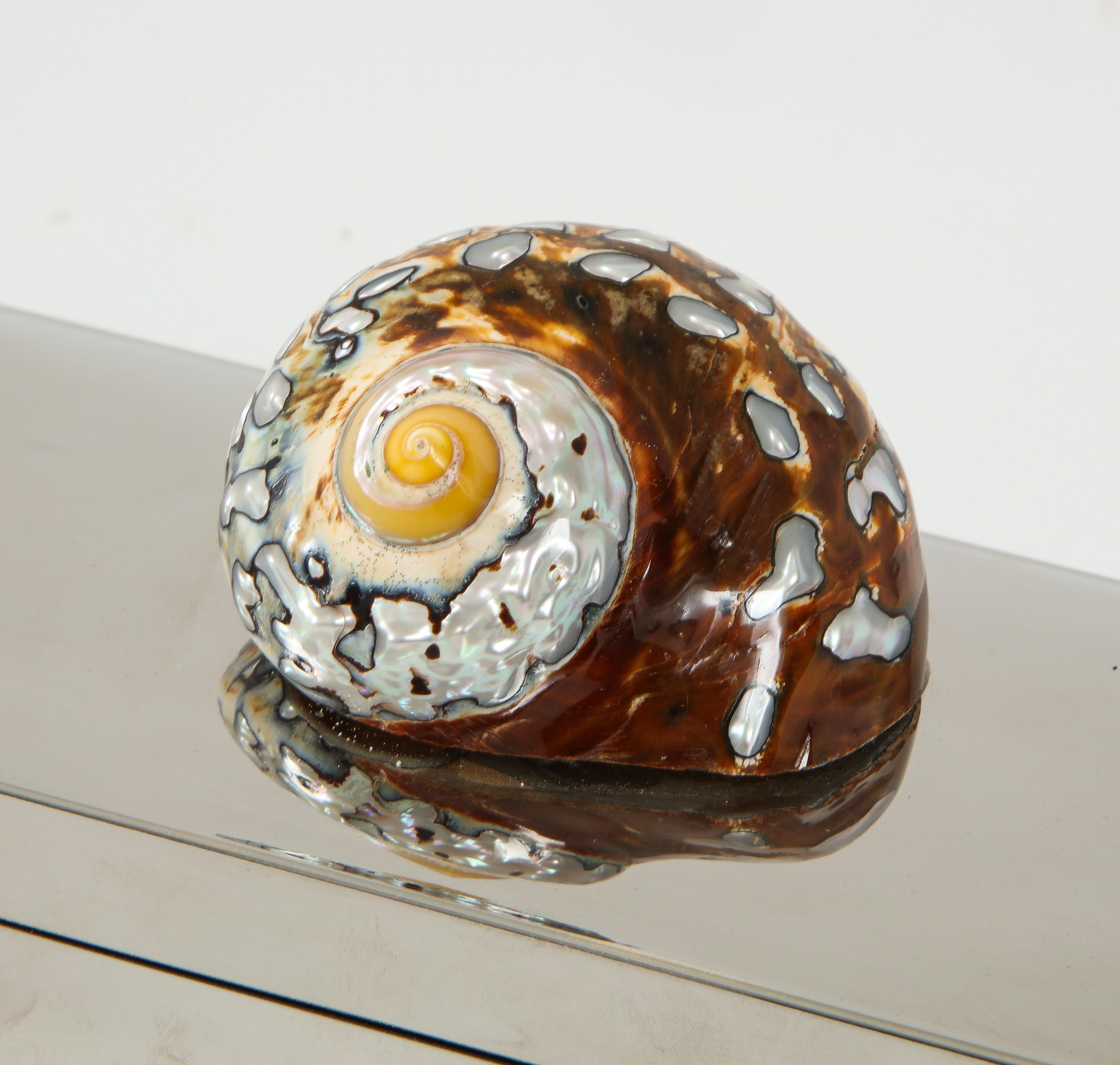 Chromed Box with Nautical Shell 2