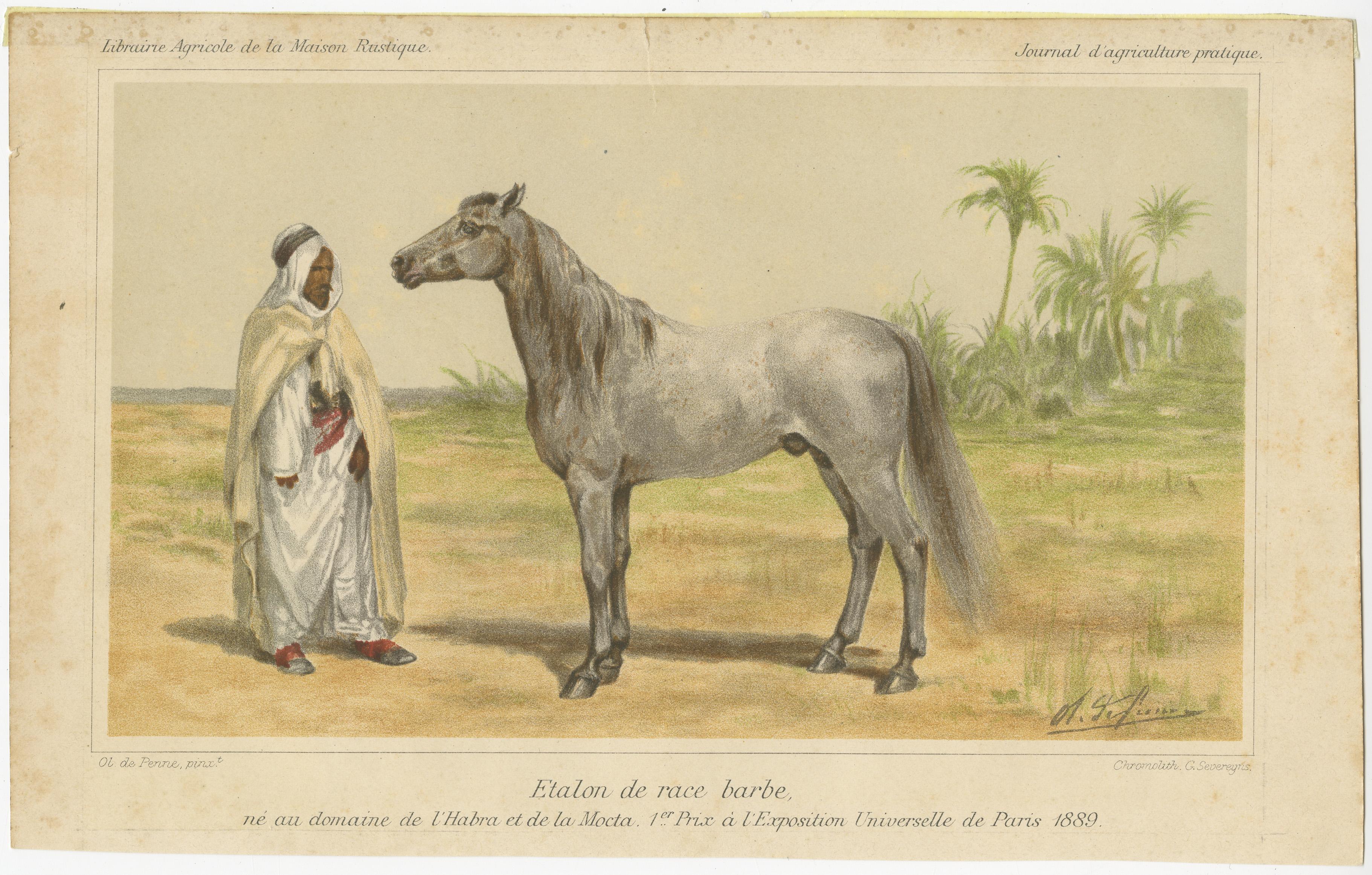 Antique print titled 'Etalon de race barbe'. Chromolithograph of a Barb or Berber horse.  A Barb is a North African breed of riding horse with great hardiness and stamina. It is closely associated with the Berber or Amazigh peoples of the Maghreb.
