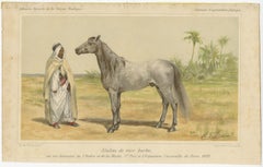 Original Antique Chromolithograph of a Barb or Berber Horse, circa 1890
