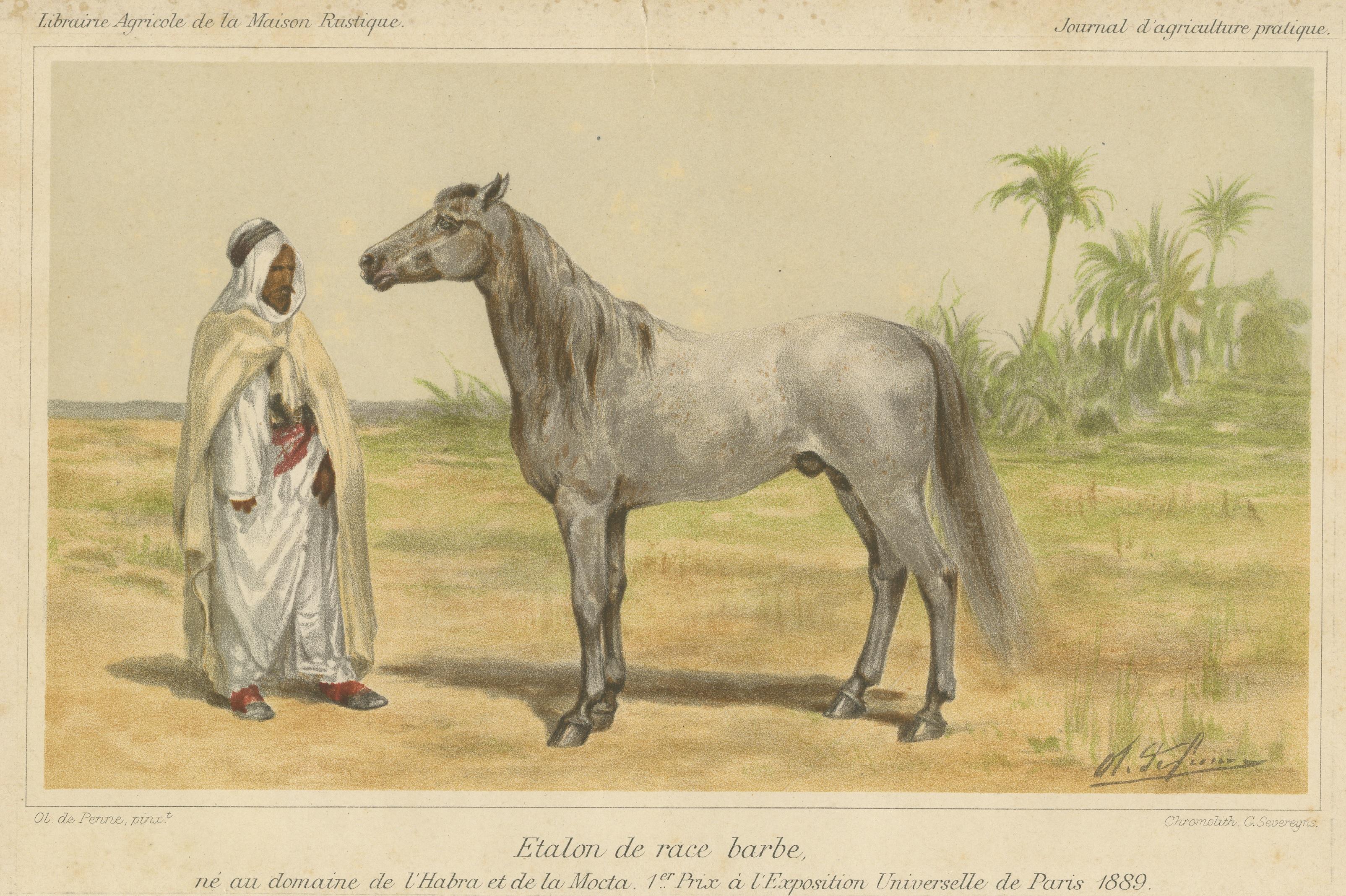 berber horse for sale