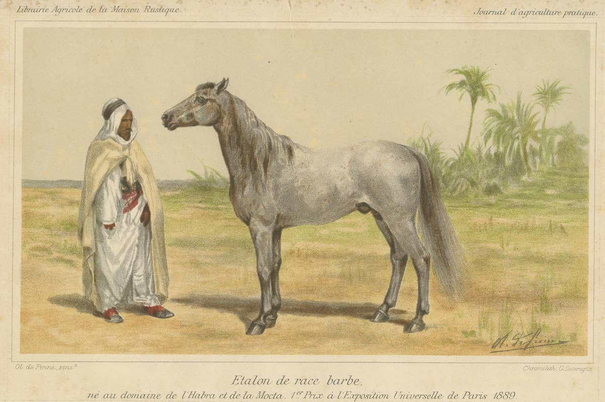 Original Antique Chromolithograph of a Barb or Berber Horse, circa 1890