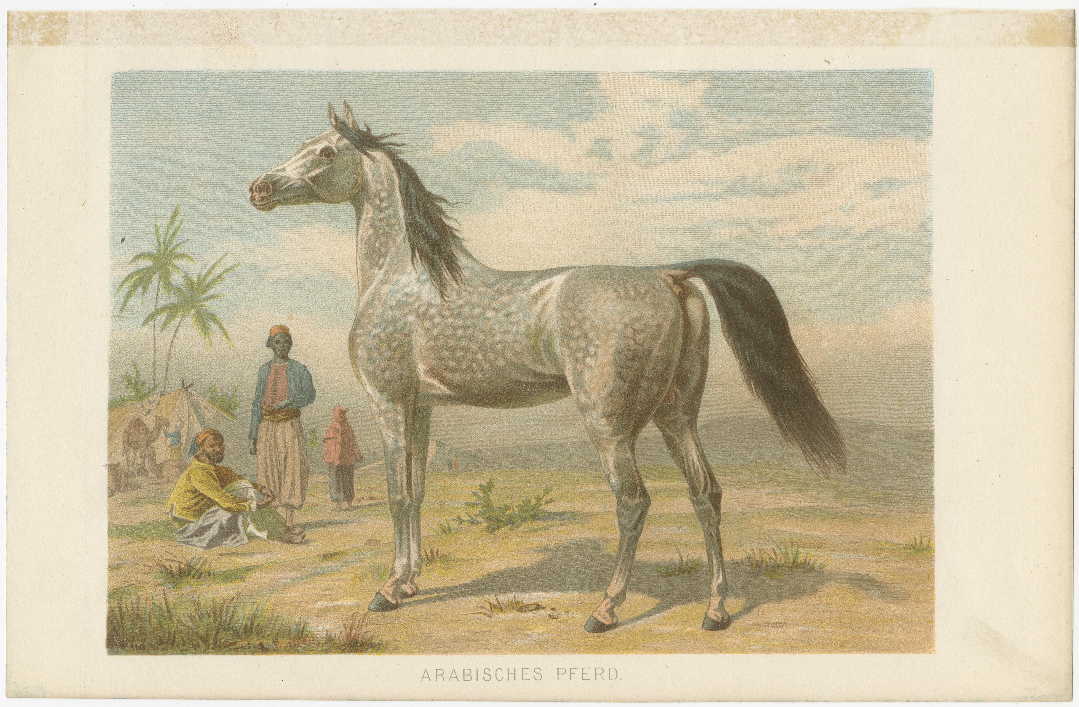 Antique print titled 'Arabisches Pferd'. Original chromolithograph of an Arabian horse. Published circa 1890.