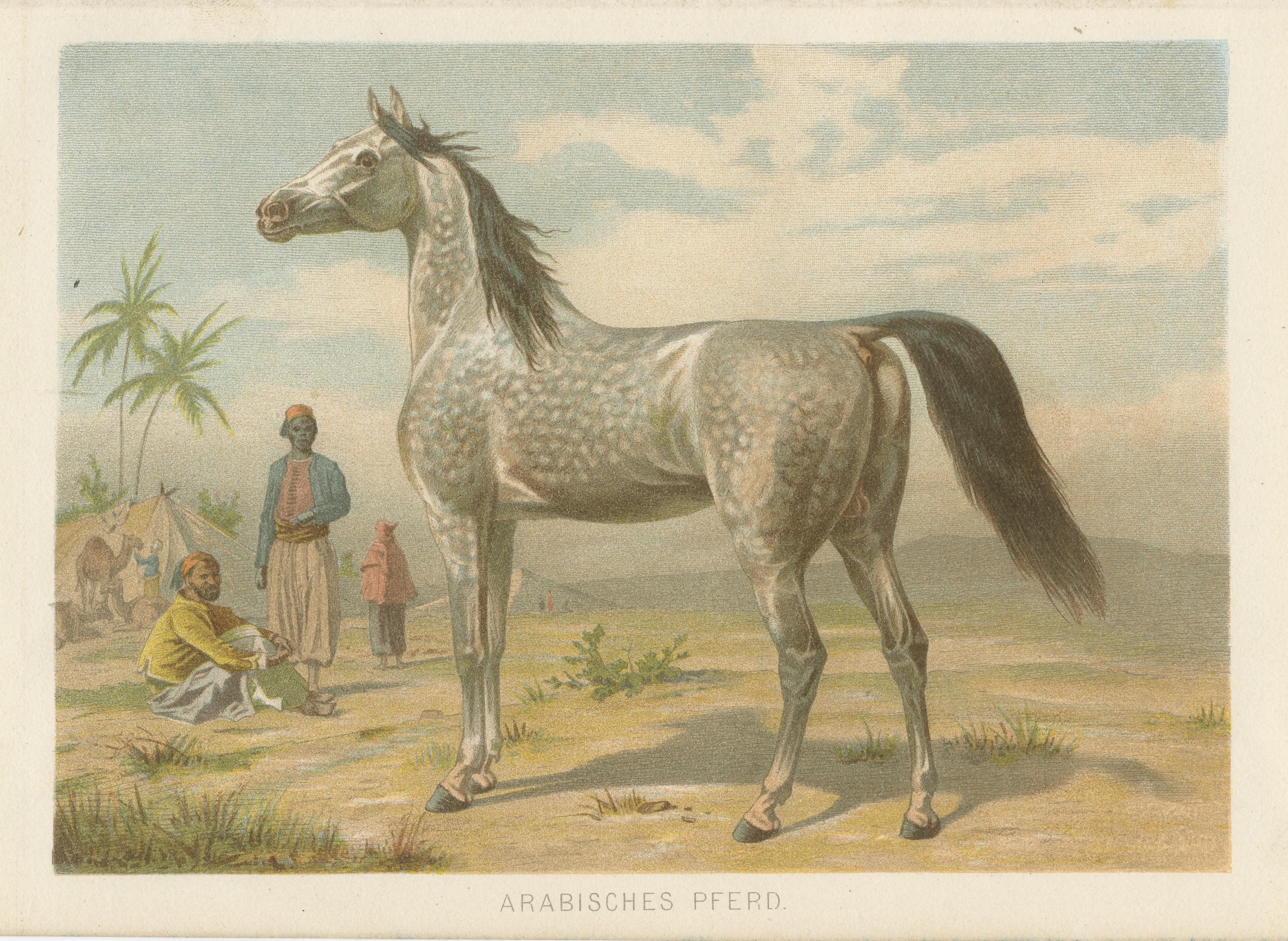 Chromolithograph of an Arabian Horse In Good Condition For Sale In Langweer, NL