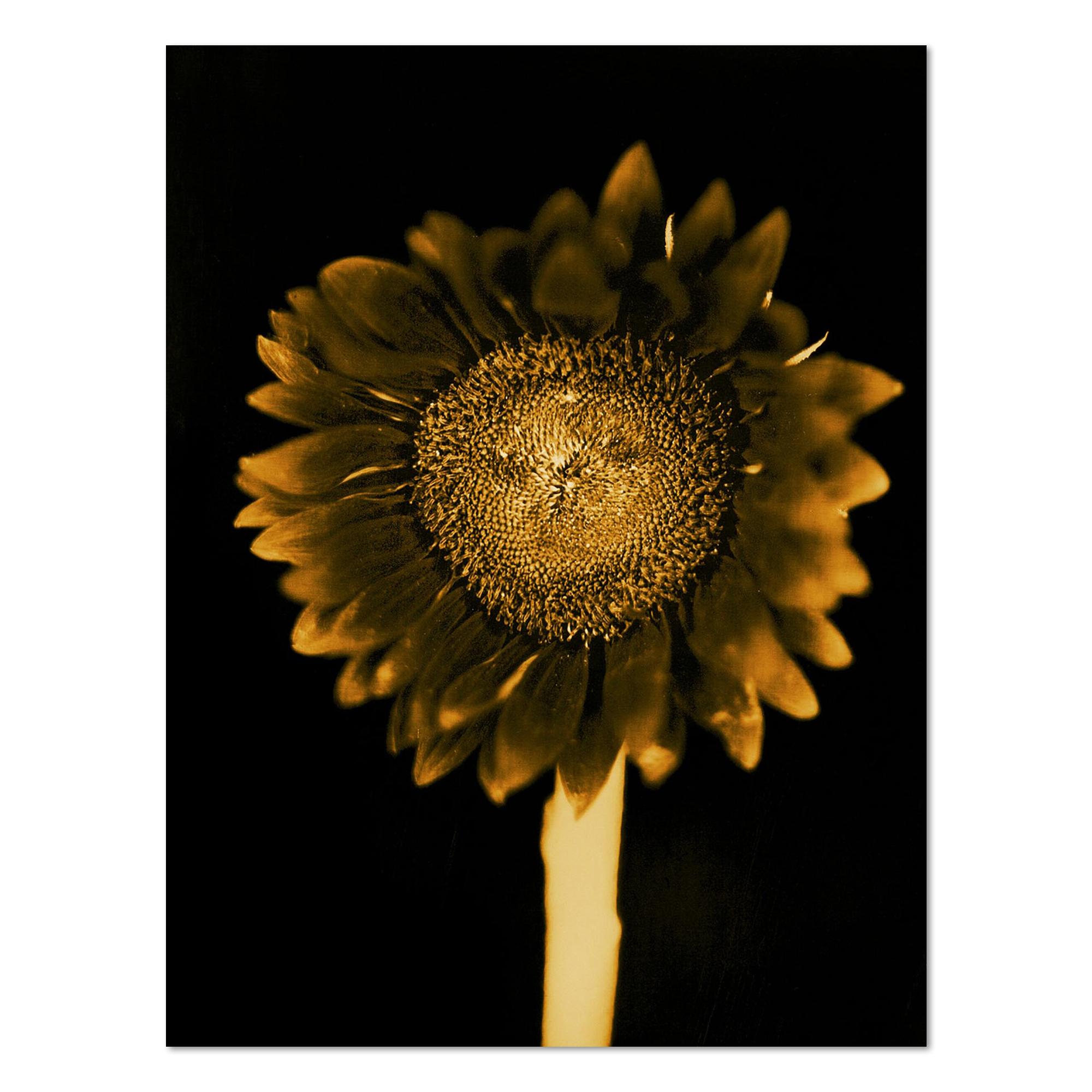 Chuck Close Figurative Print - Sunflower, Pigment Print, Contemporary Art, 21st Century