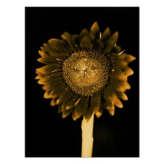 Sunflower, Pigment Print, Contemporary Art, 21st Century