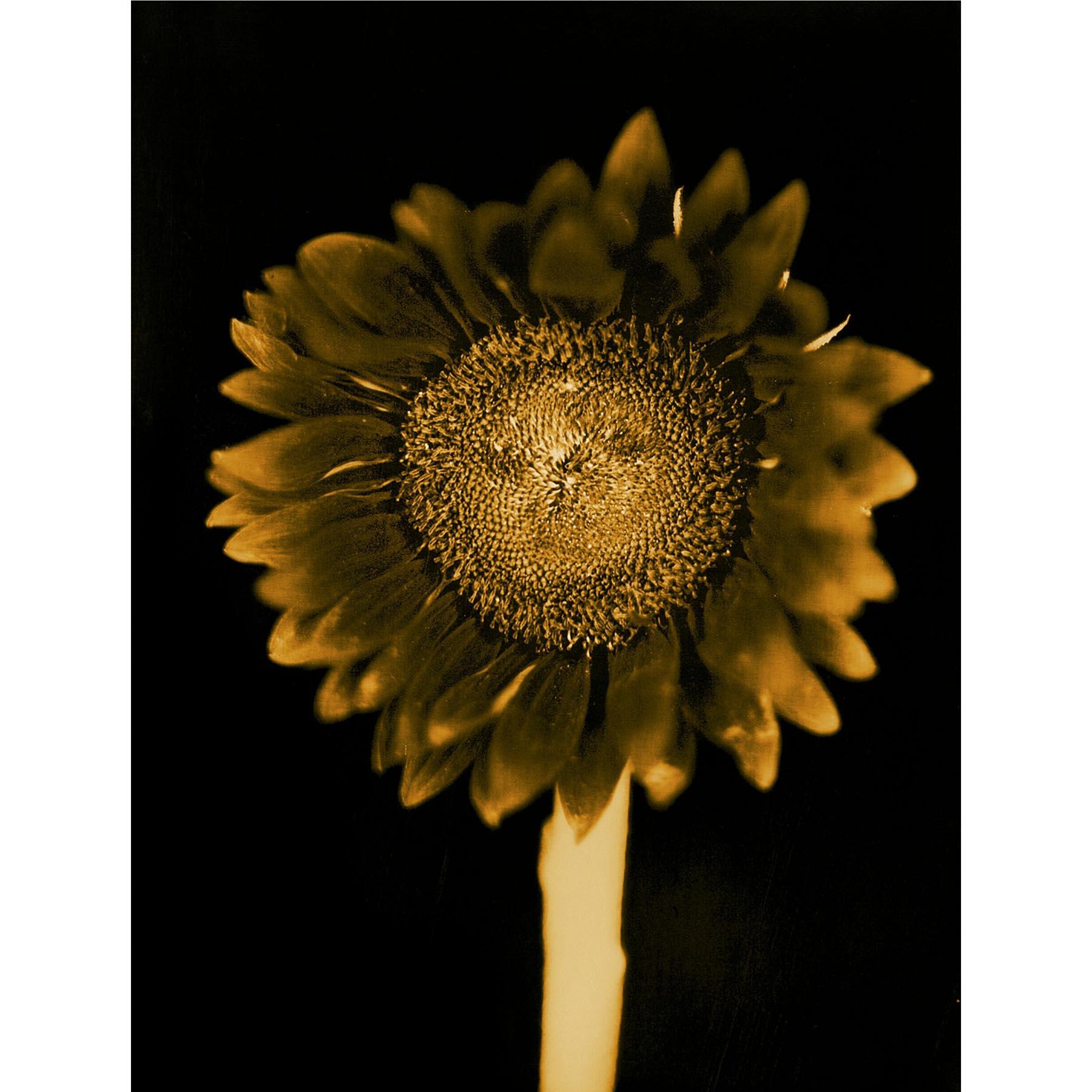 Ohne Titel (Sonnenblume), Chuck Close, Pigmentdruck, limitierte Auflagen 1