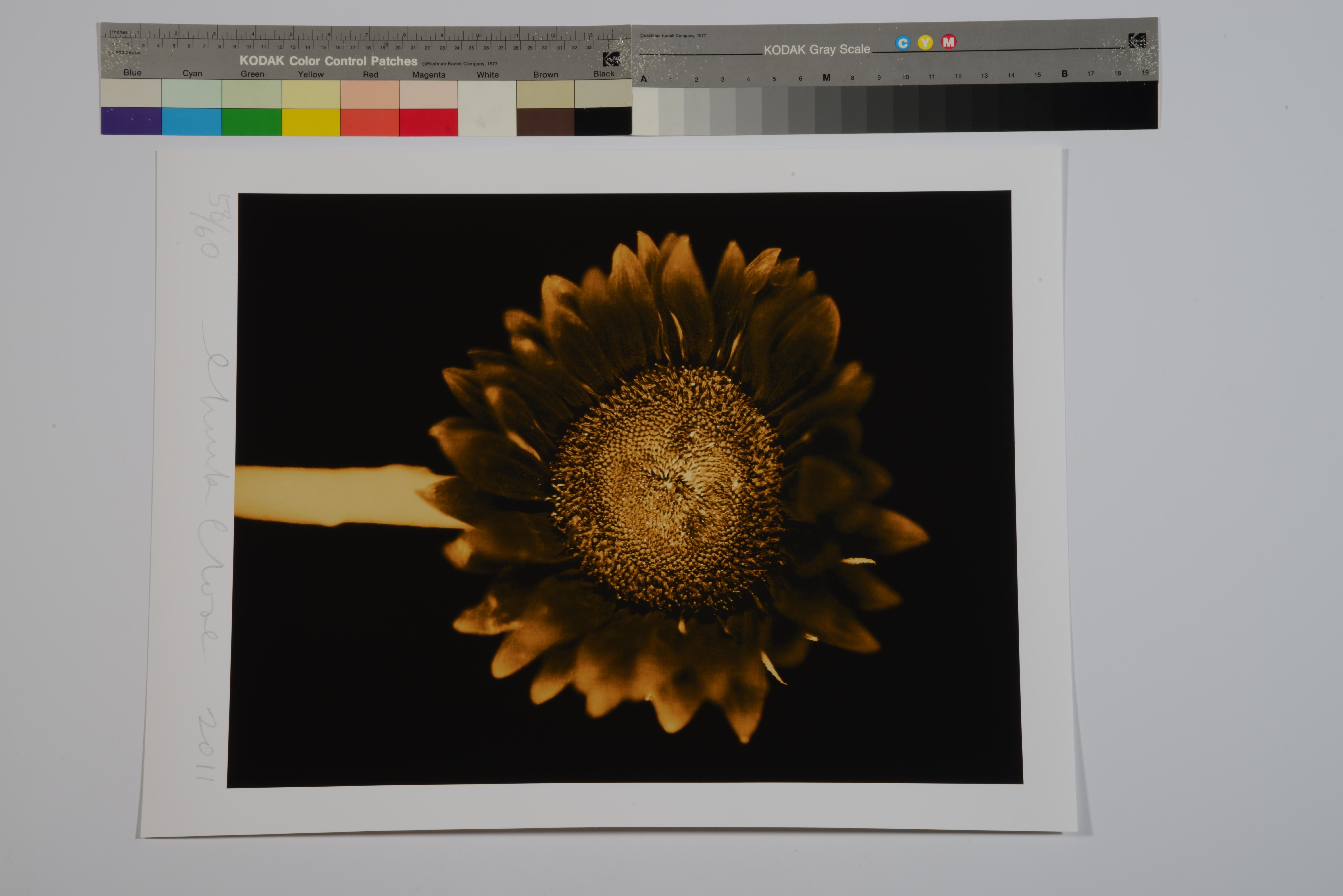 Untitled (Sunflower), Chuck Close, Pigment print, Limited editions For Sale 4