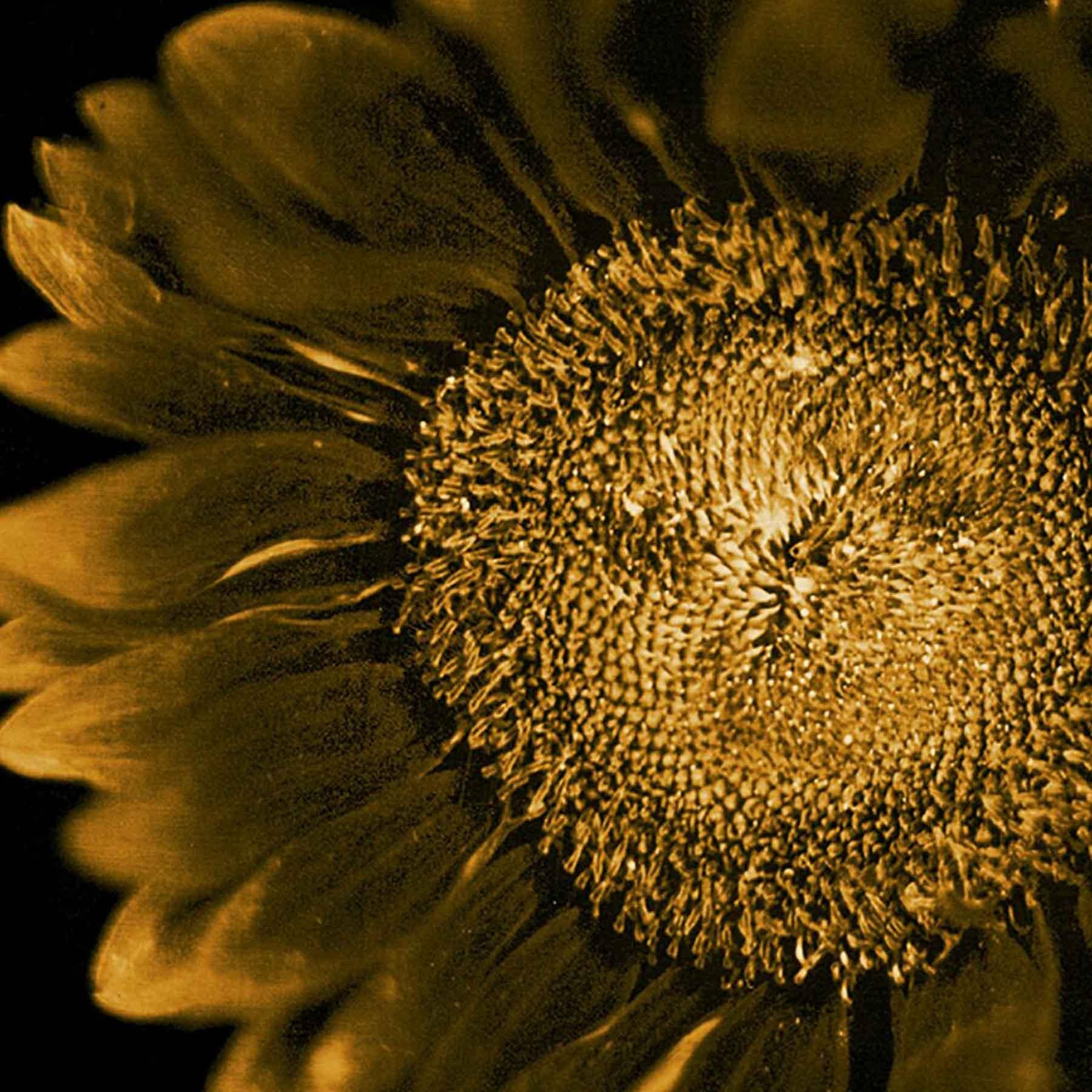 Untitled (Sunflower), Chuck Close, Pigment print, Limited editions 5