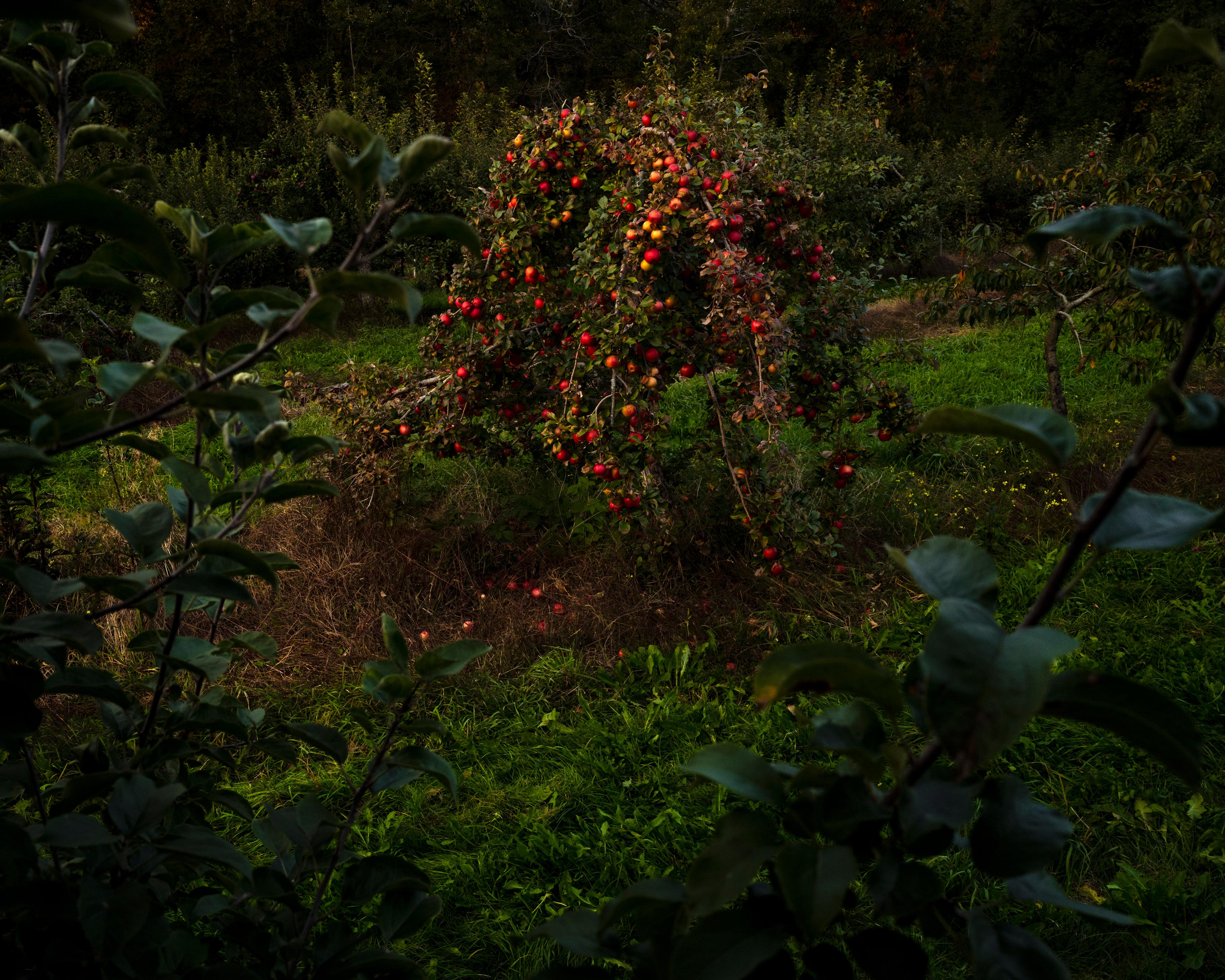 Cig Harvey Color Photograph - Apple Trees (Last Light), 2021