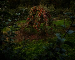 Apfelbäume (Last Light), 2021