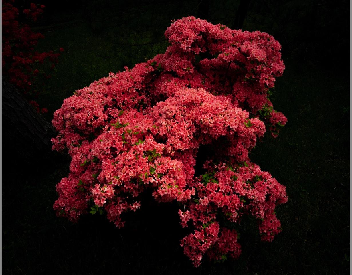 Color Photograph Cig Harvey - Azalées, 2023