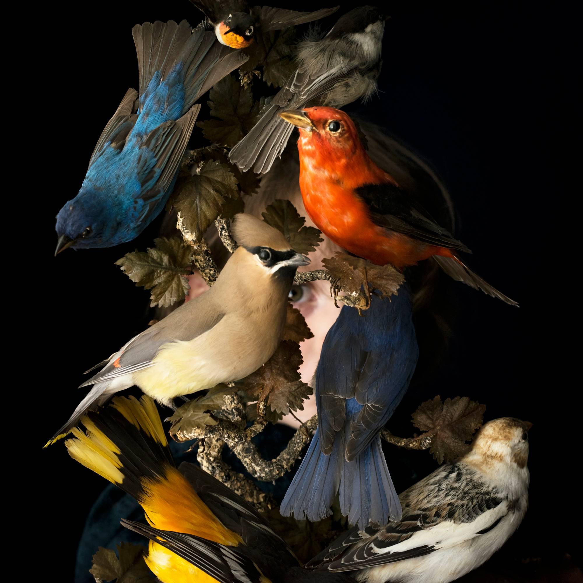 Cig Harvey Color Photograph - Birds of New England