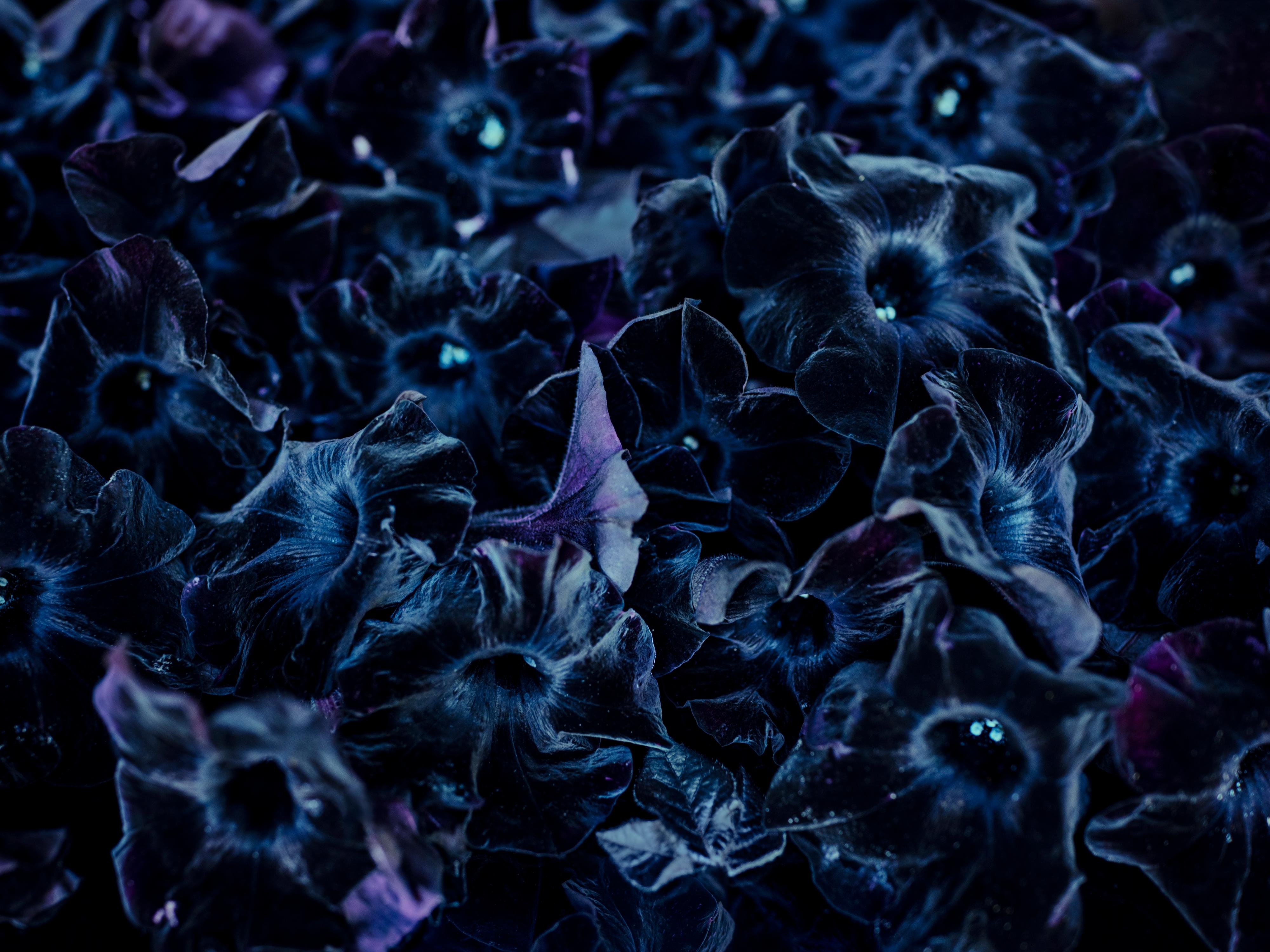 Cig Harvey Color Photograph -  Black Petunias