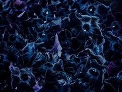 Pétunias noirs