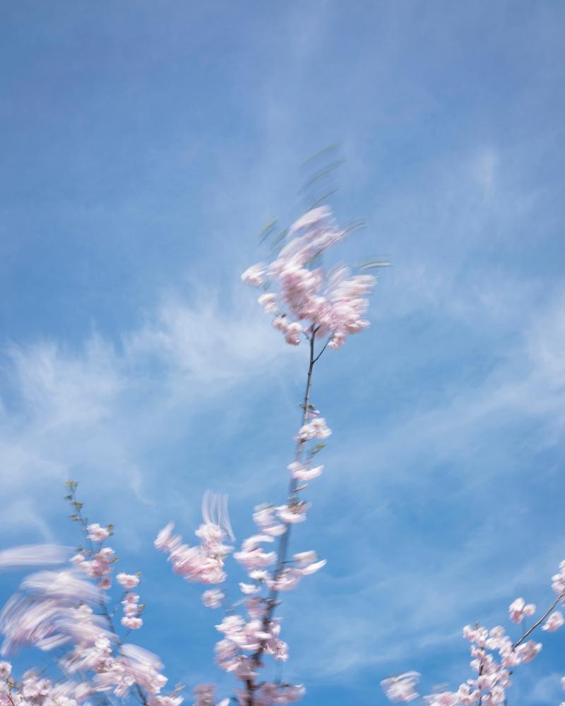 Cig Harvey Color Photograph - Cherry Blossom (Blowing) 