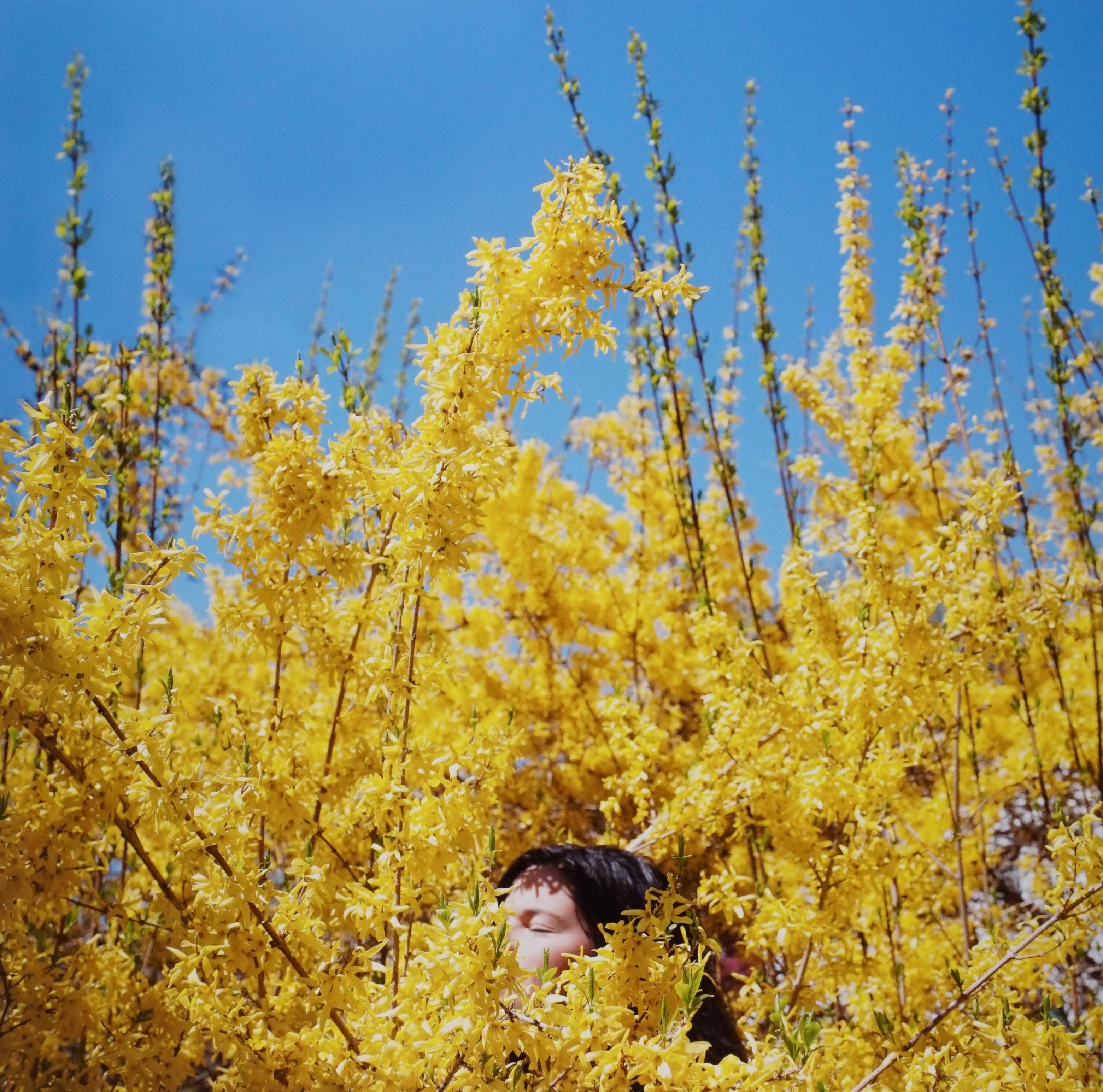 Cig Harvey Color Photograph - Claire in the Forsythia, Rockport, Maine, 2010