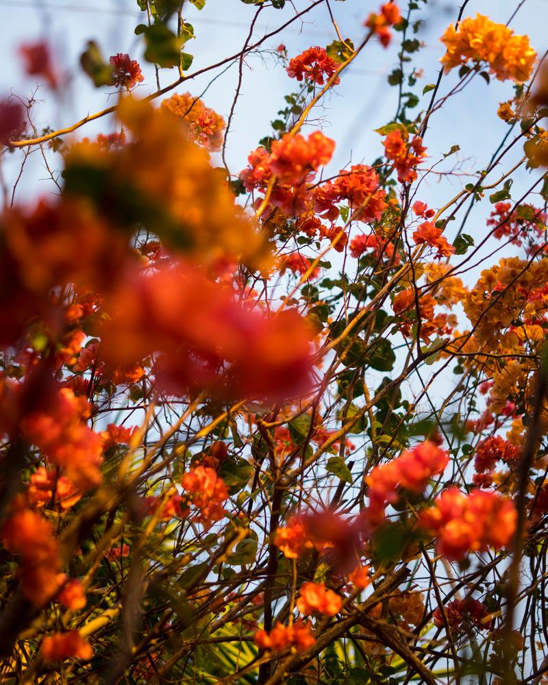 Cig Harvey Color Photograph - Coral and Orange Bougainvillea 