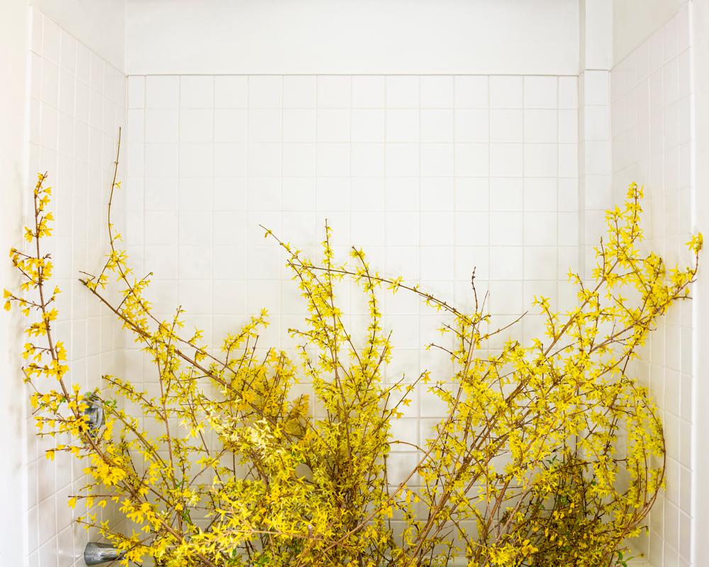 Cig Harvey Color Photograph - Forsythia, (Forcing Bloom in the Bathtub) 