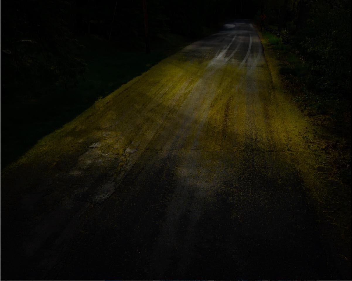 Cig Harvey Color Photograph - Gold Road (fallen pollen), 2022