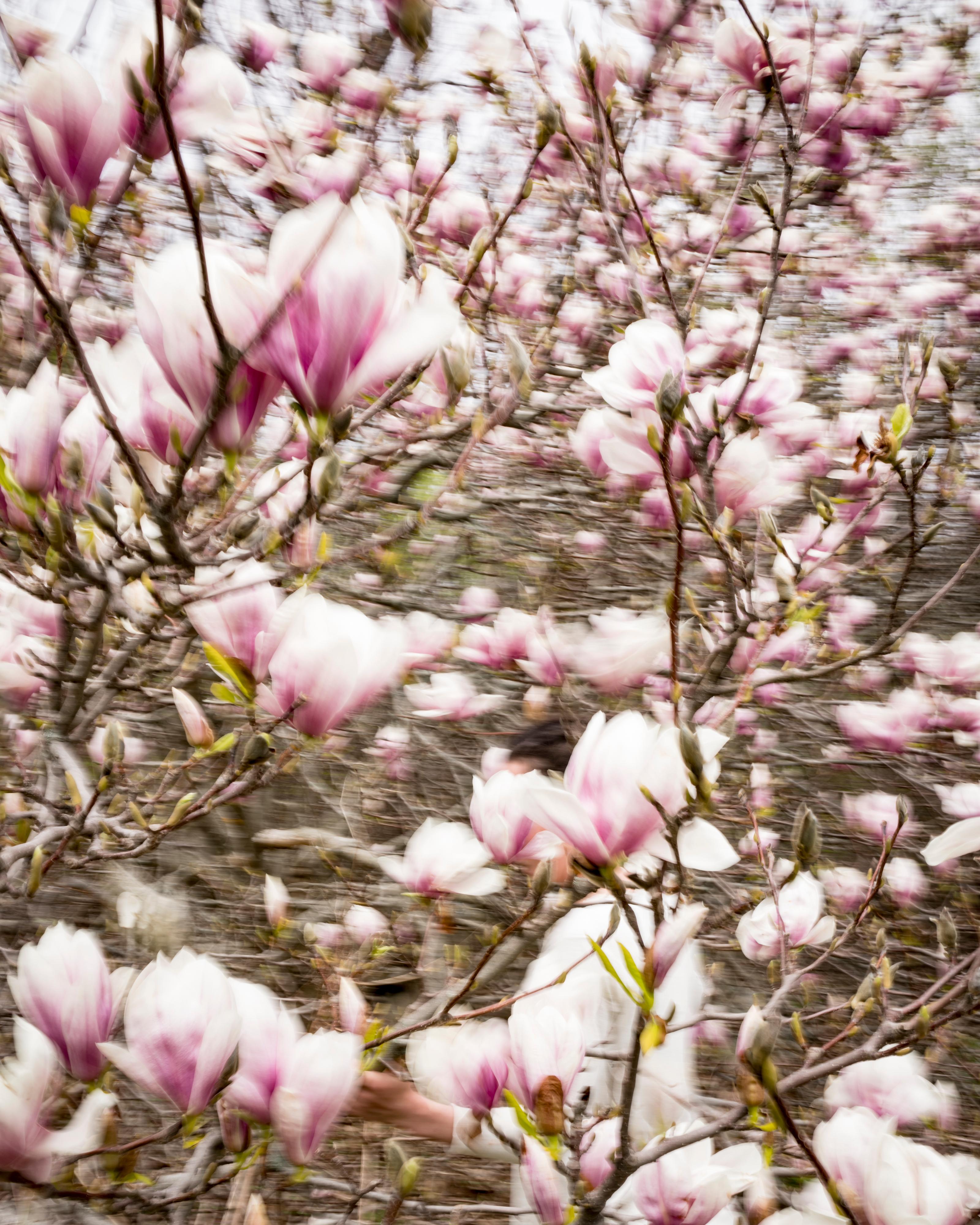Cig Harvey Color Photograph - Magnolias