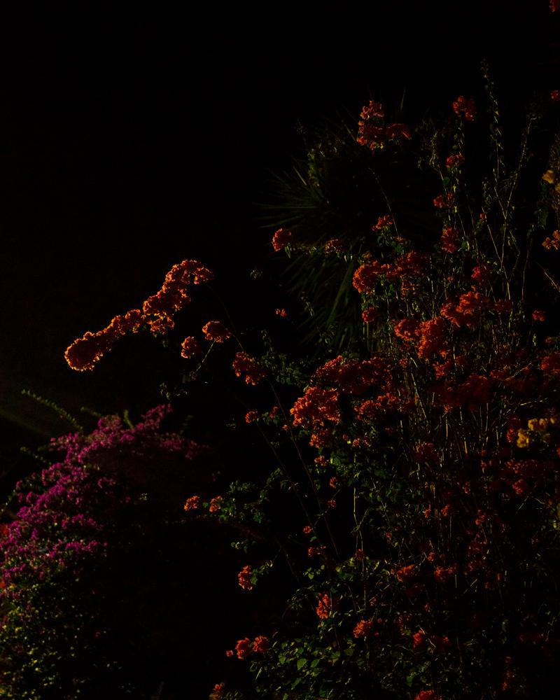 Color Photograph Cig Harvey - Midnight Bloom (Bougainvillea) 