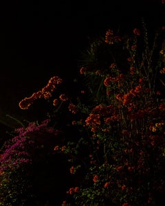 Midnight Bloom (Bougainvillea) 