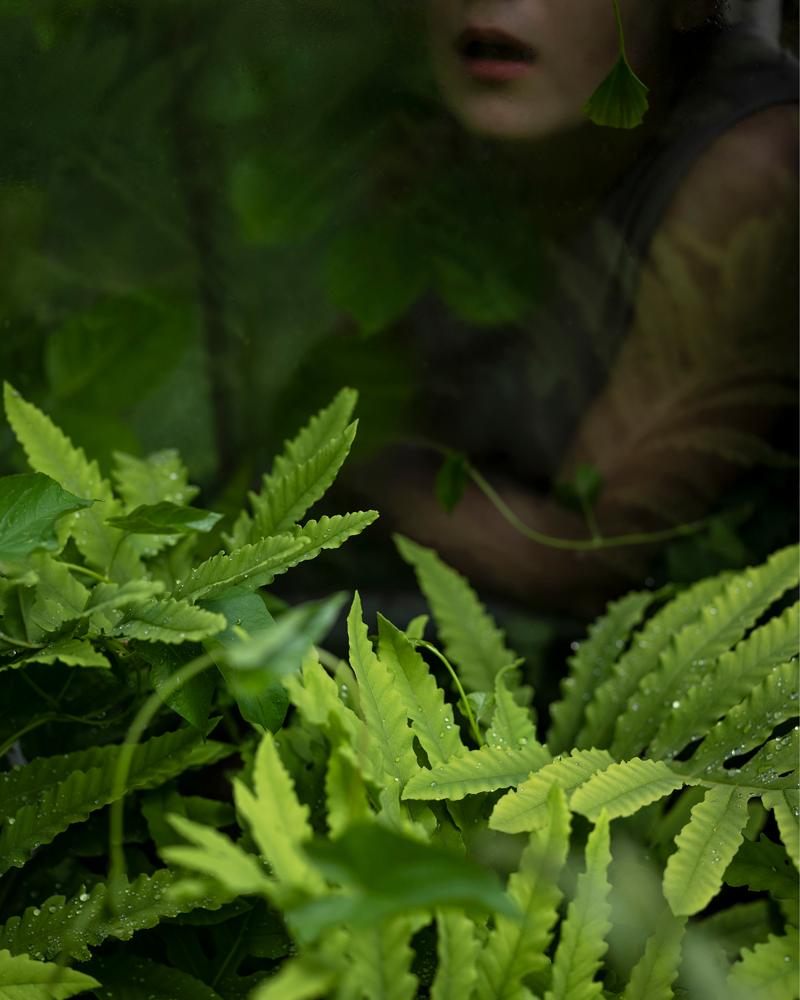 Cig Harvey Color Photograph - New Ferns 