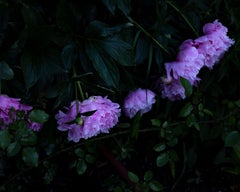 Peonies in the Rain