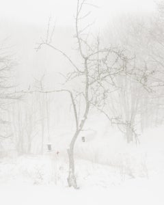 Cardinal rouge, Rockport, Maine