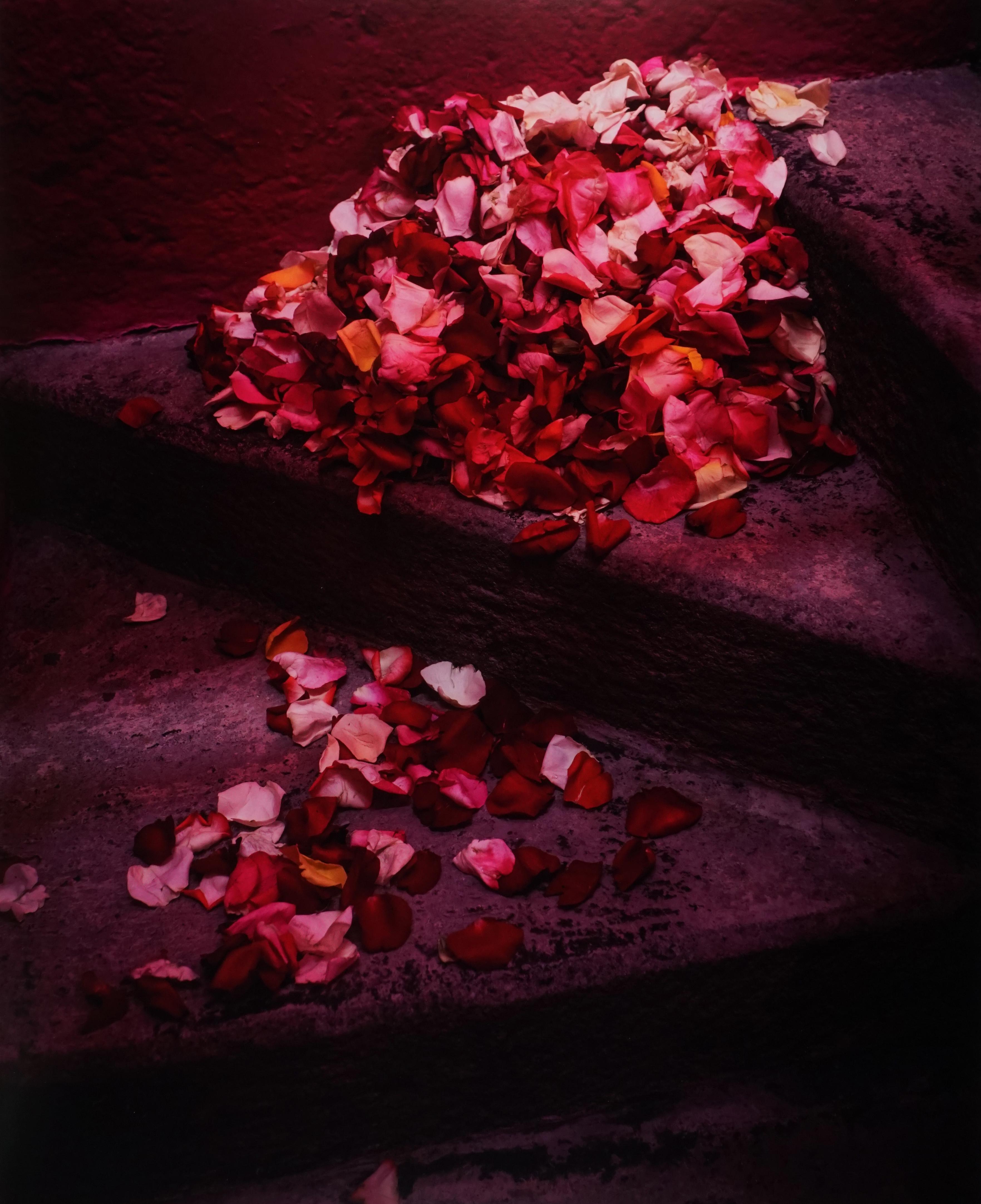 Rose Petals on the Stairs, Mexico, 2020