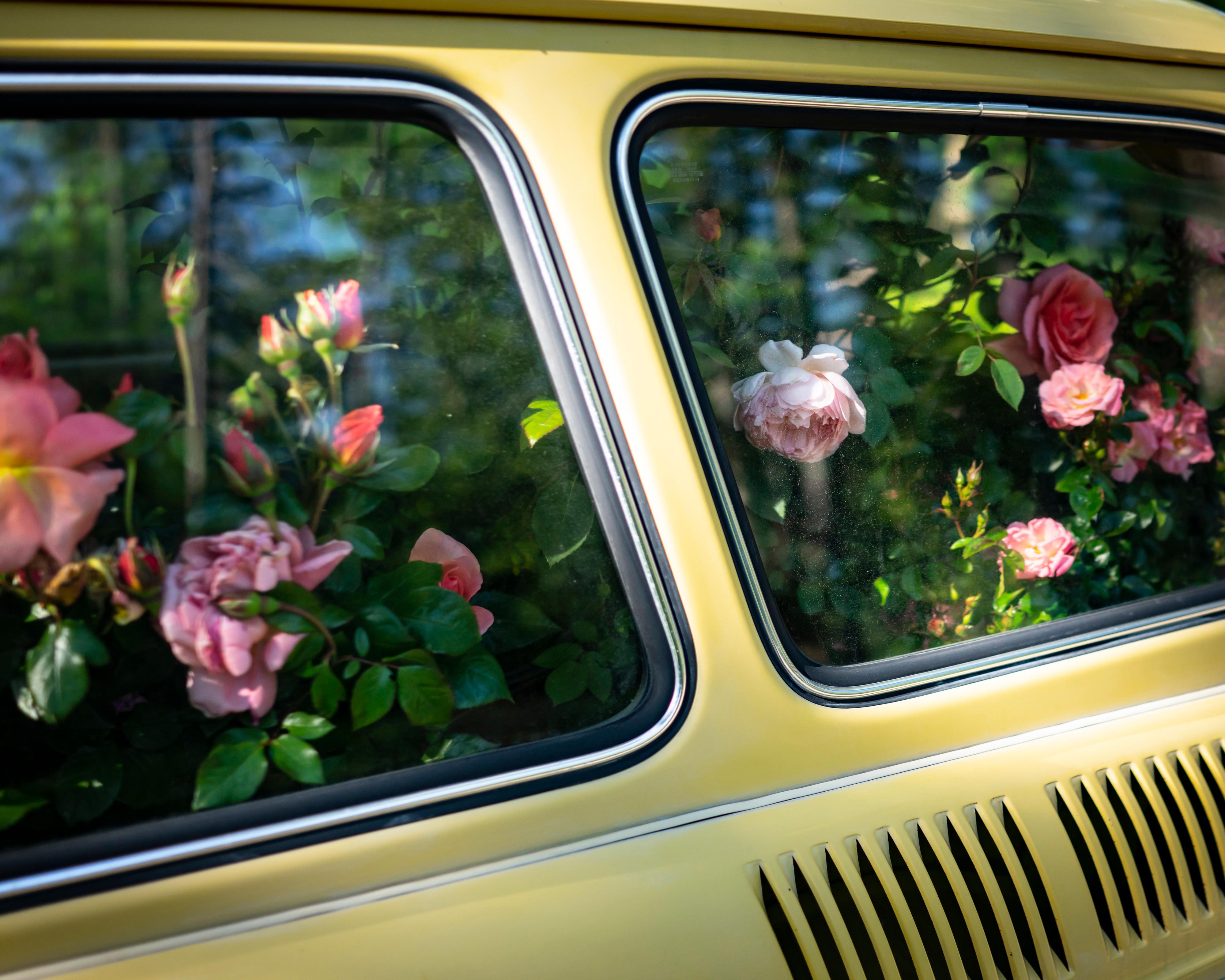 Cig Harvey Color Photograph - Roses (Yellow Car)
