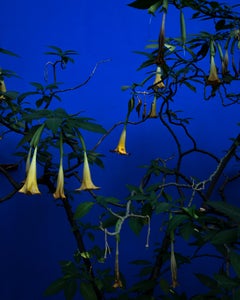 Trumpet Vines