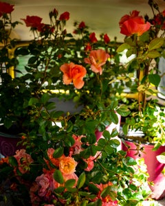 Rosen im Vintage-Stil