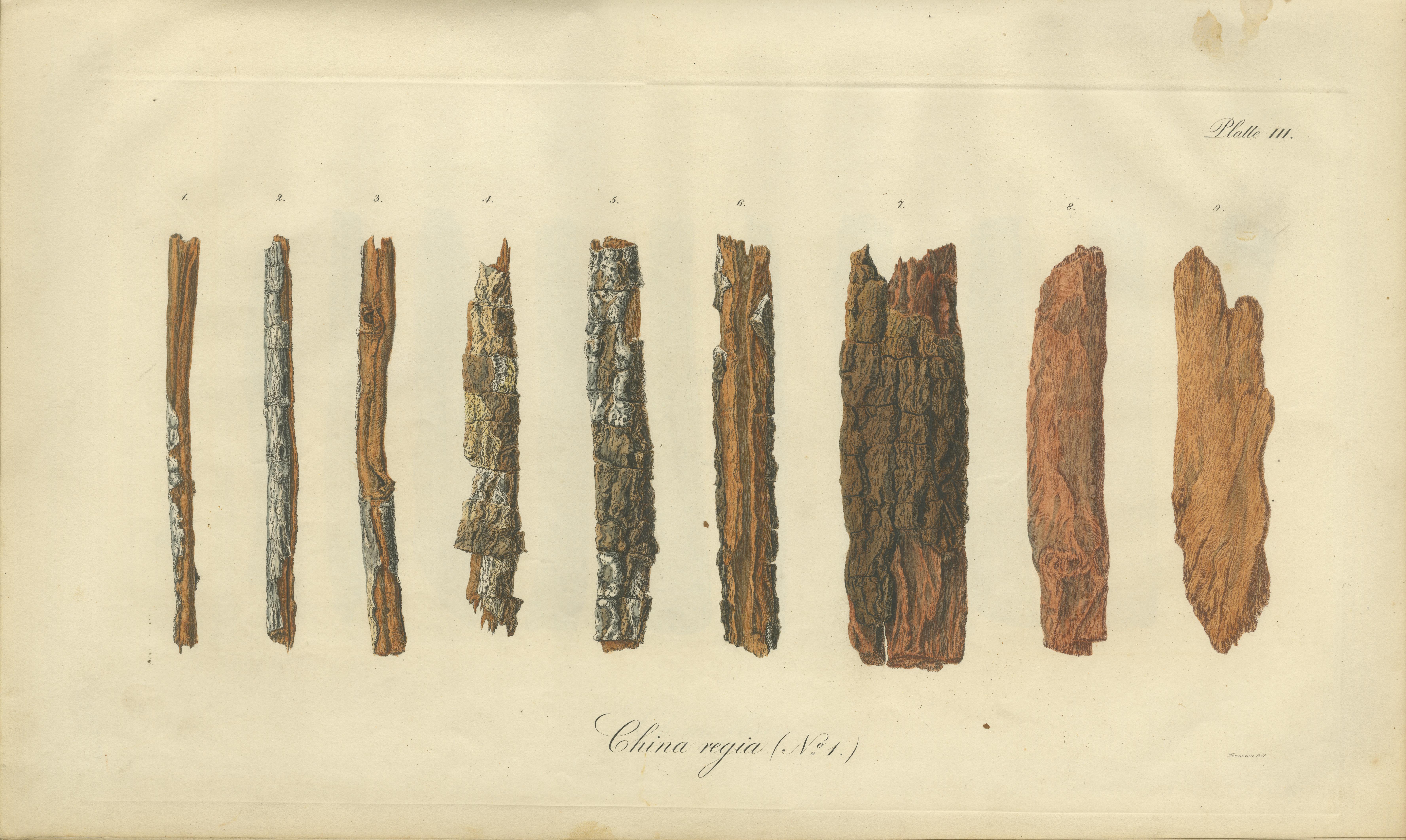 Cinchona-Barkenarten: Ein seltener handkolorierter, illustrierter botanischer Atlas (1826) im Angebot 4