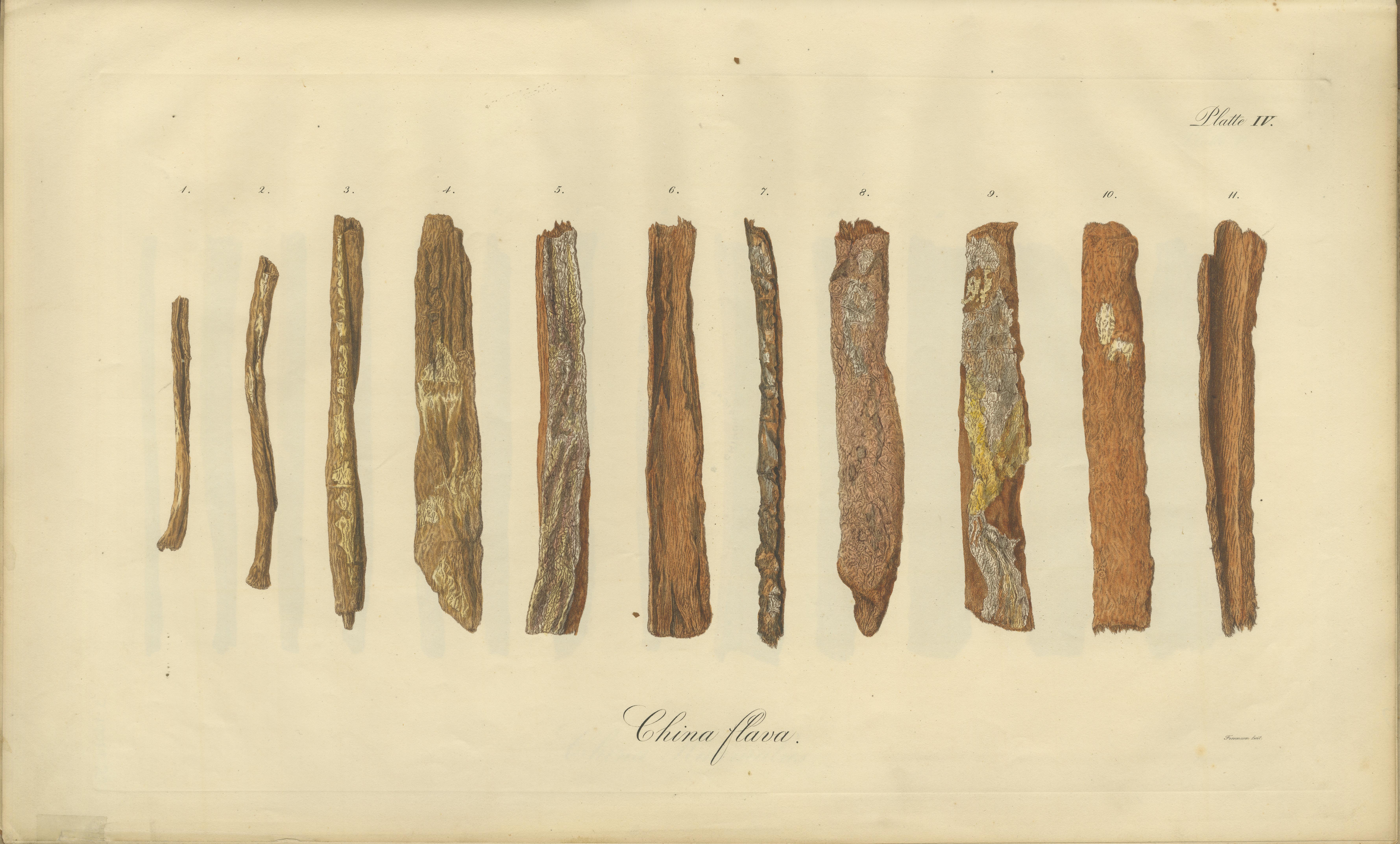 Cinchona-Barkenarten: Ein seltener handkolorierter, illustrierter botanischer Atlas (1826) im Angebot 5