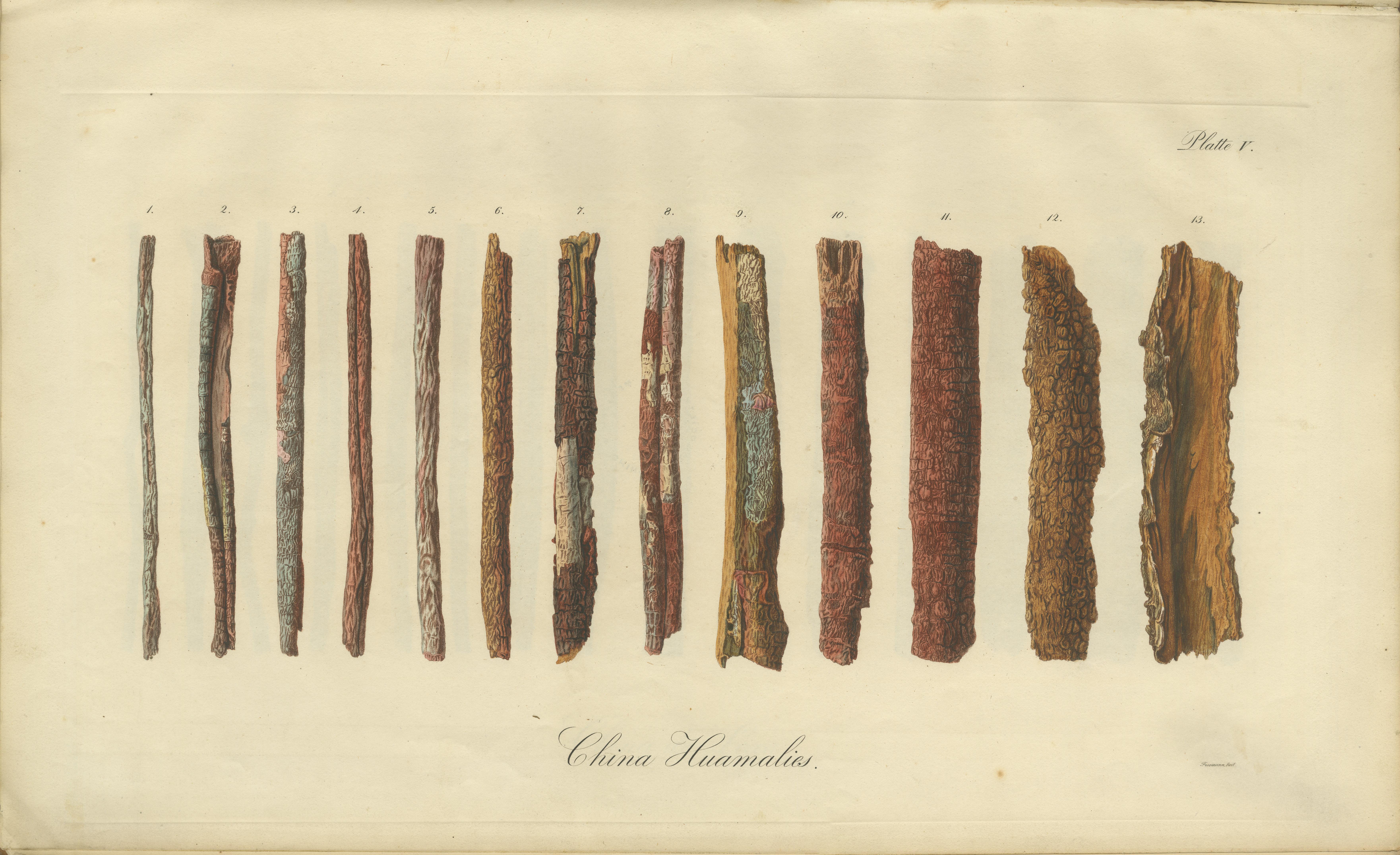 Cinchona-Barkenarten: Ein seltener handkolorierter, illustrierter botanischer Atlas (1826) im Angebot 6