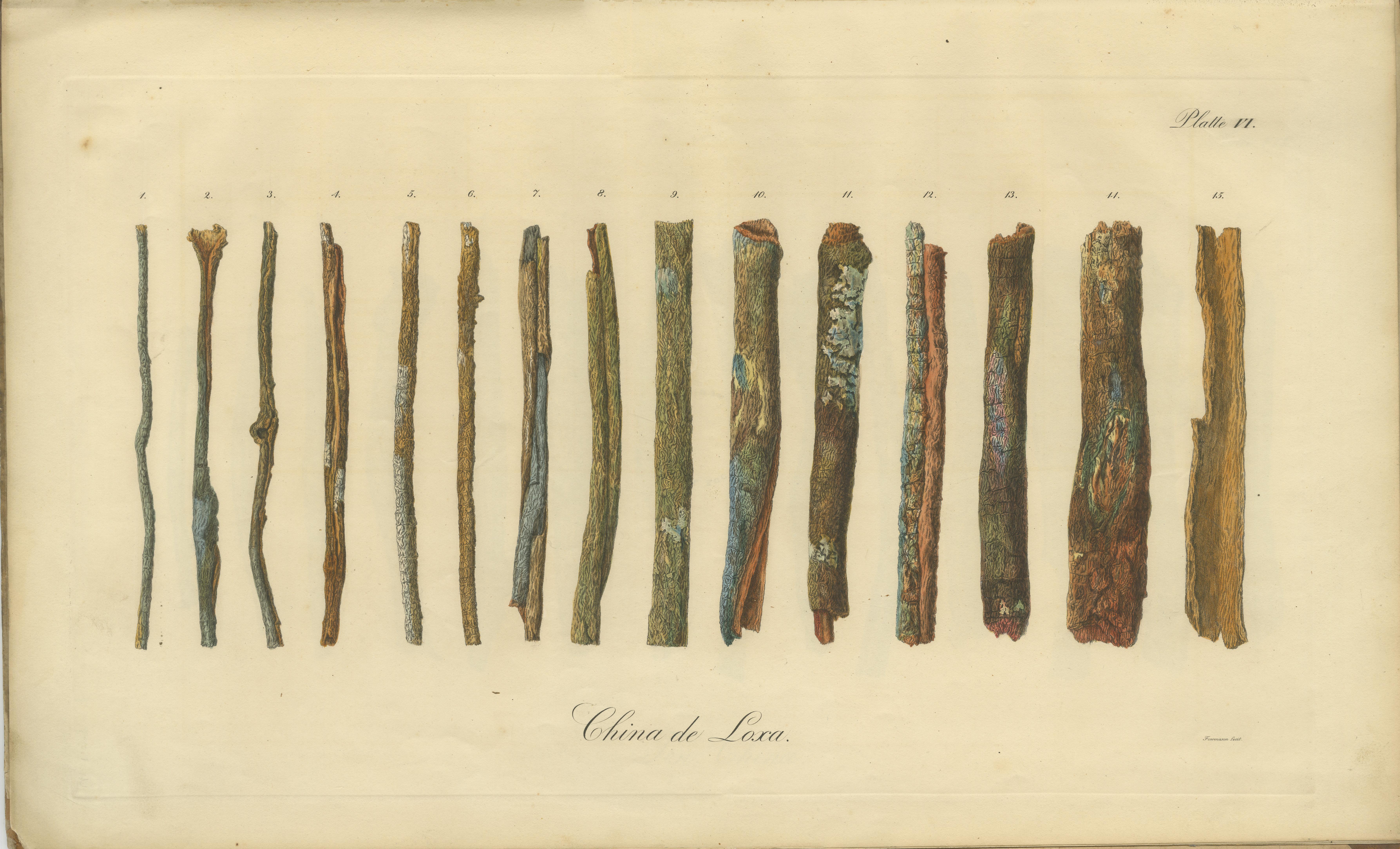 Cinchona-Barkenarten: Ein seltener handkolorierter, illustrierter botanischer Atlas (1826) im Angebot 7