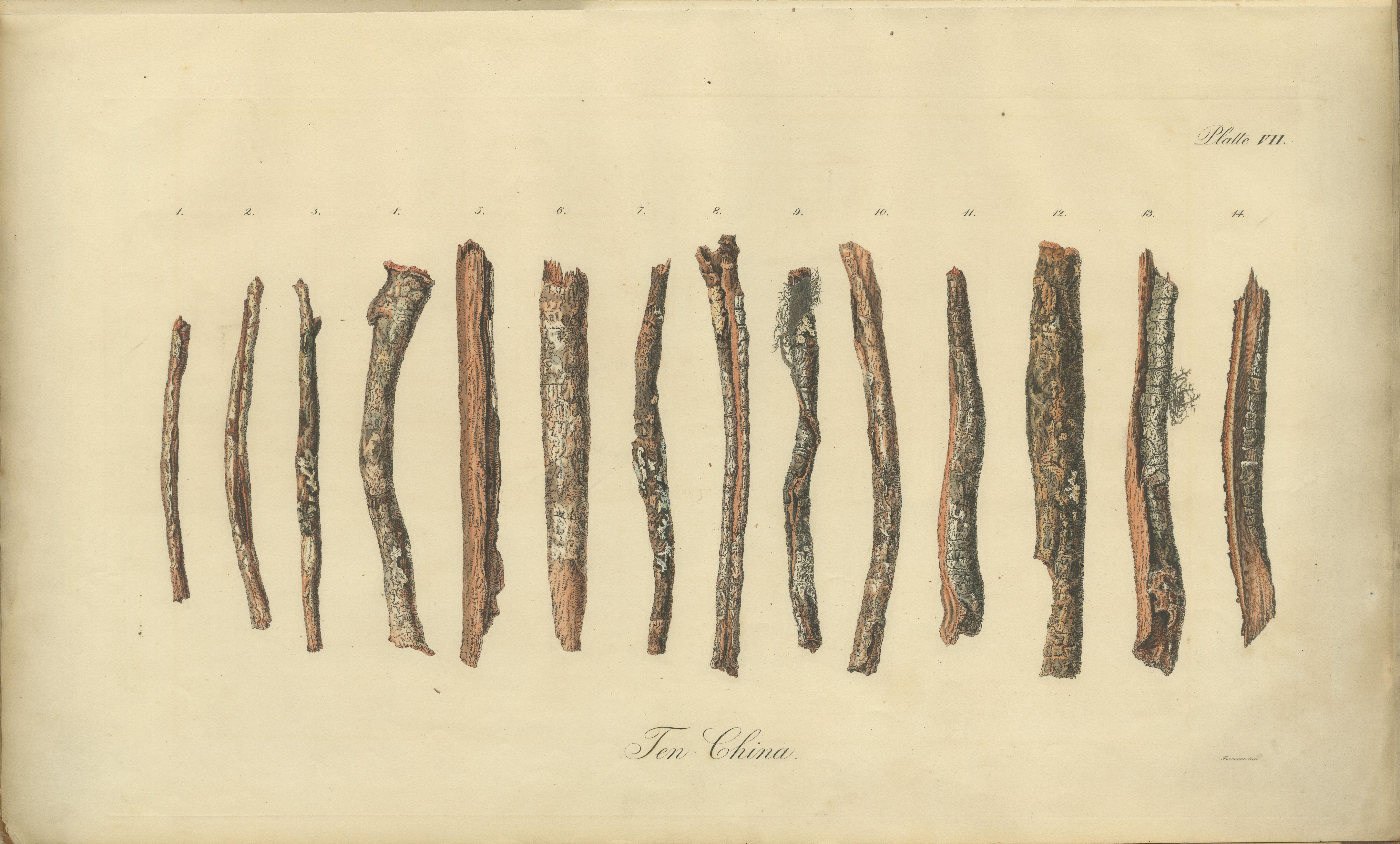 Cinchona-Barkenarten: Ein seltener handkolorierter, illustrierter botanischer Atlas (1826) im Angebot 8