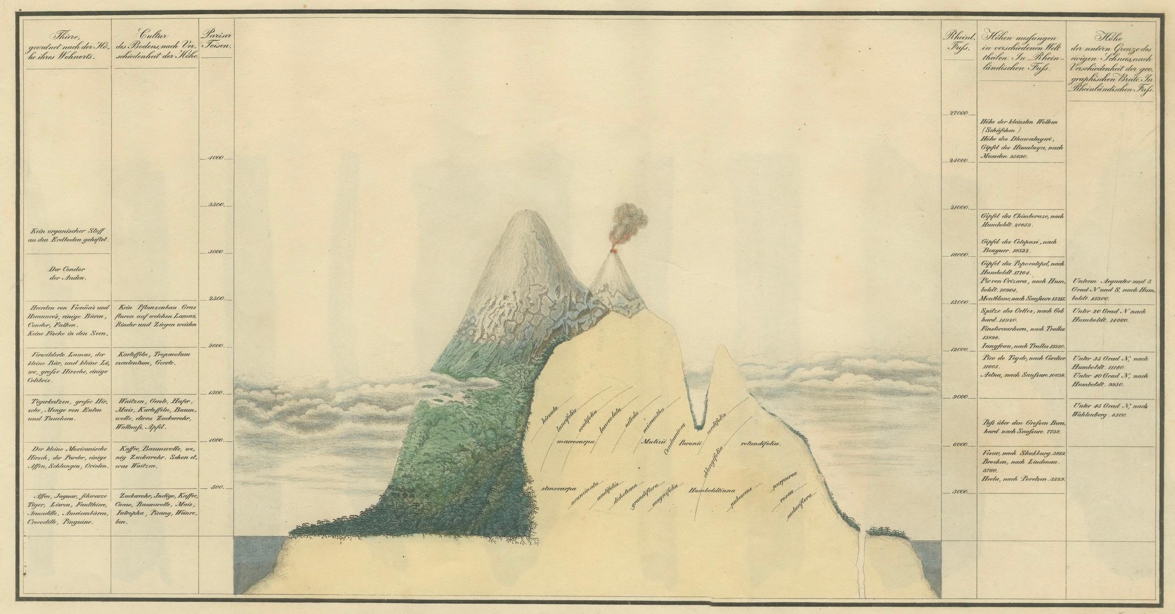 Titel: Cinchona Bark Varieties: Ein illustrierter botanischer Atlas (1826)**

Beschreibung:

Dieser seltene und fein illustrierte botanische Atlas, 'Versuch einer Monographie der China. Nur Atlas