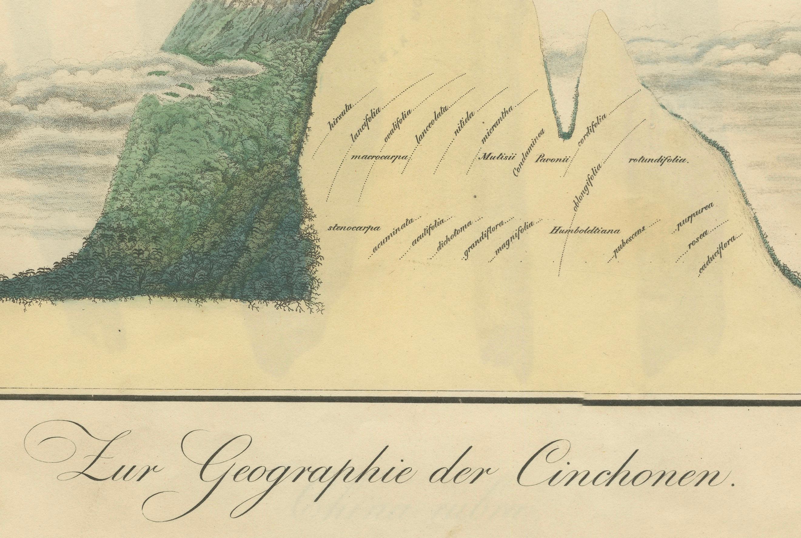 Cinchona-Barkenarten: Ein seltener handkolorierter, illustrierter botanischer Atlas (1826) (Graviert) im Angebot
