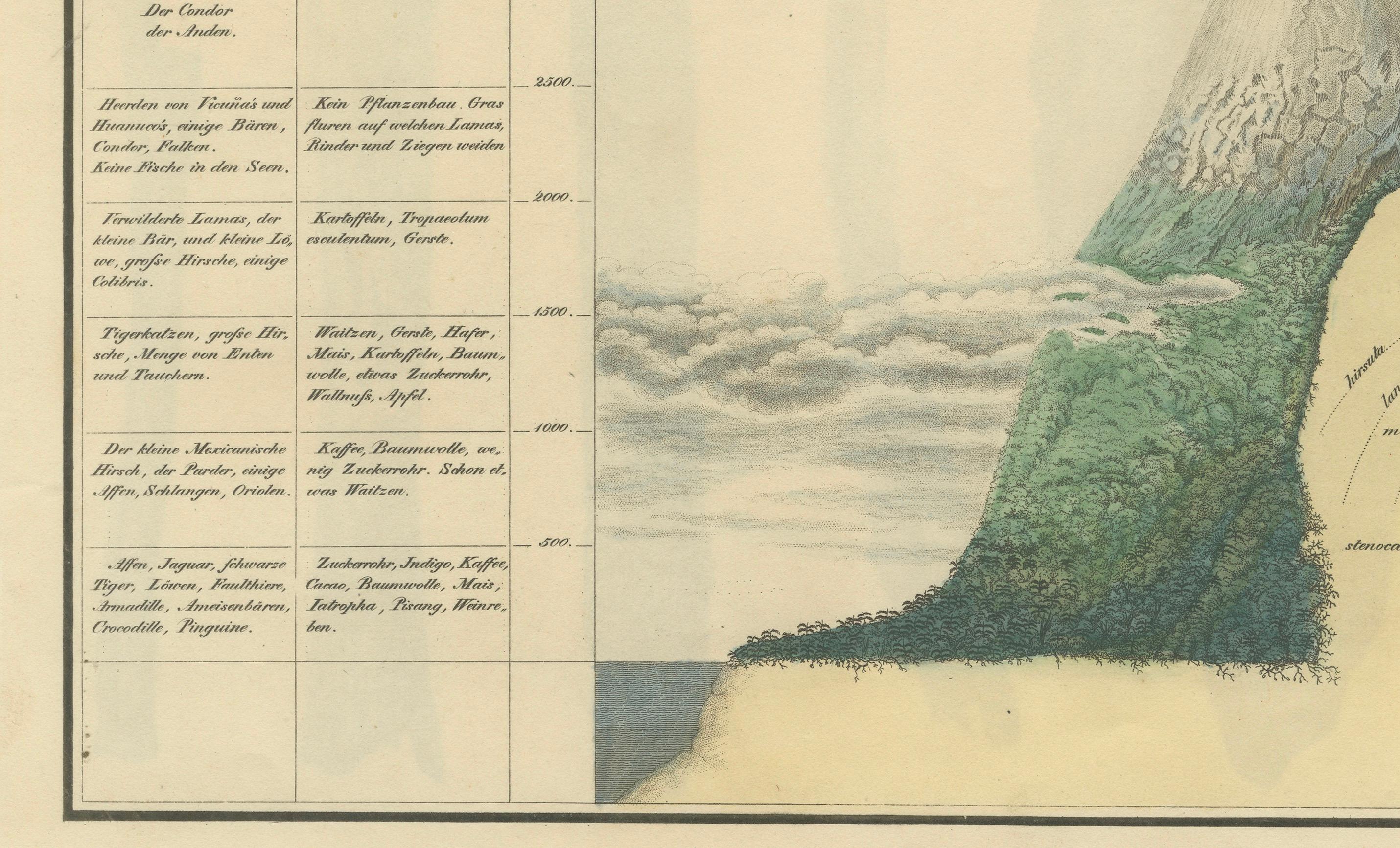 Cinchona-Barkenarten: Ein seltener handkolorierter, illustrierter botanischer Atlas (1826) im Zustand „Gut“ im Angebot in Langweer, NL